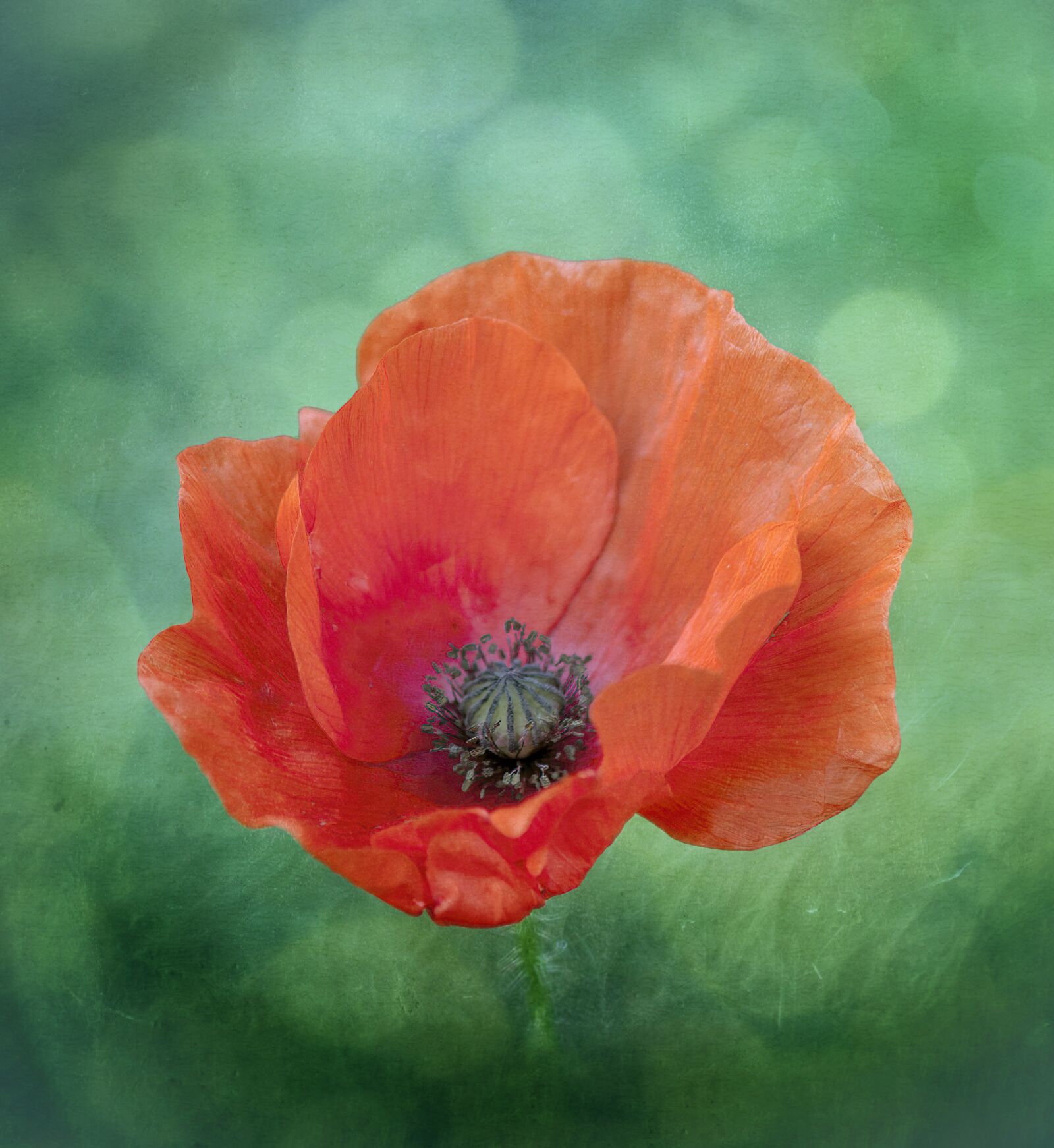 Canon EF-S 55-250mm F4-5.6 IS sample photo. Poppy, wildflower, red photography