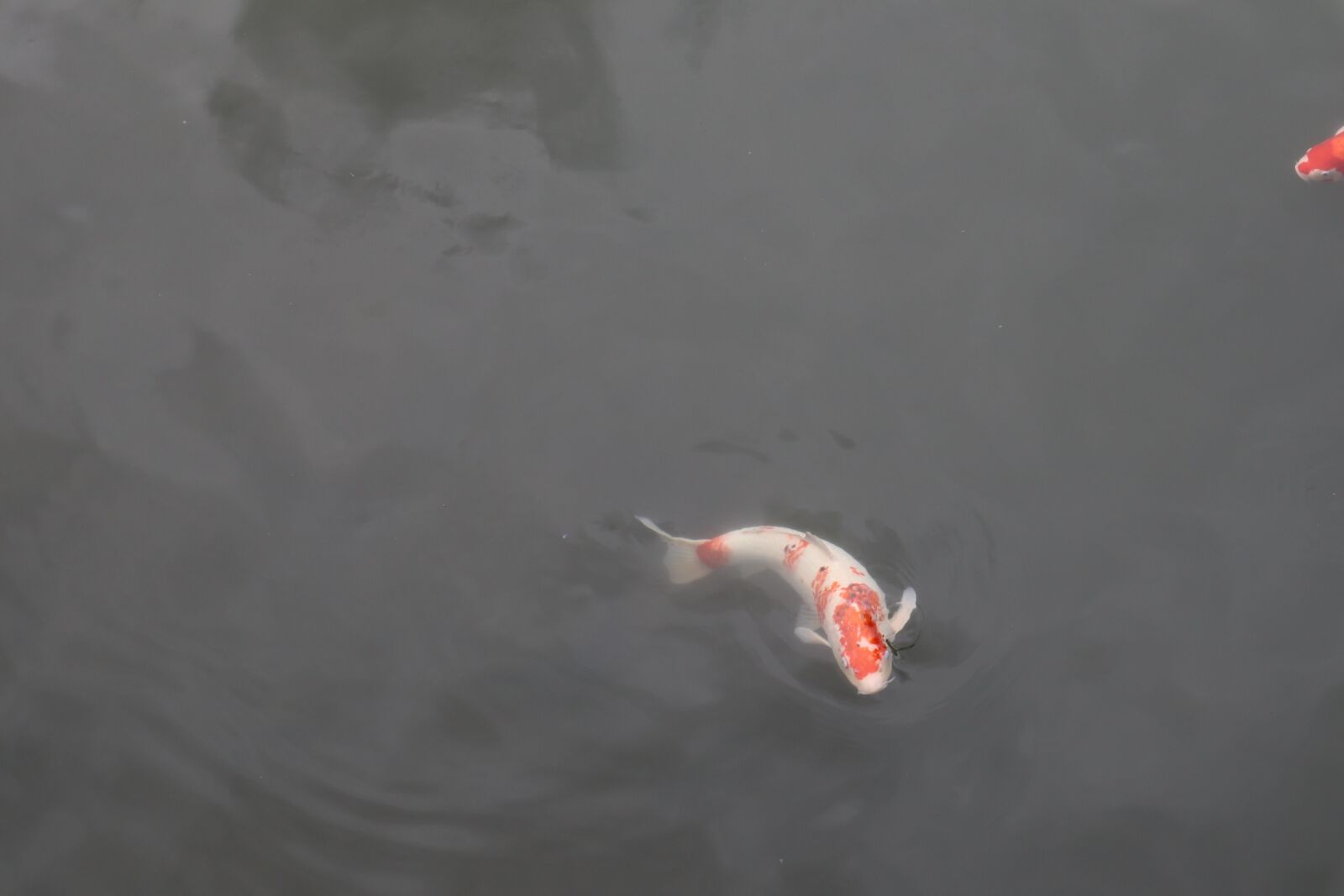 Canon EOS M50 (EOS Kiss M) sample photo. Carp, fish, swimming photography