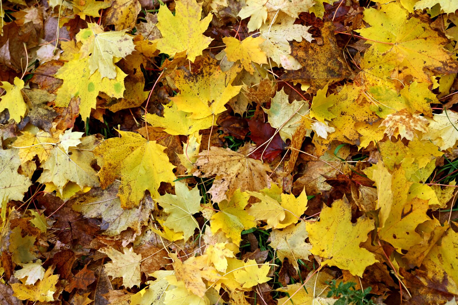 Nikon Z7 sample photo. Leaves, nature, autumn photography
