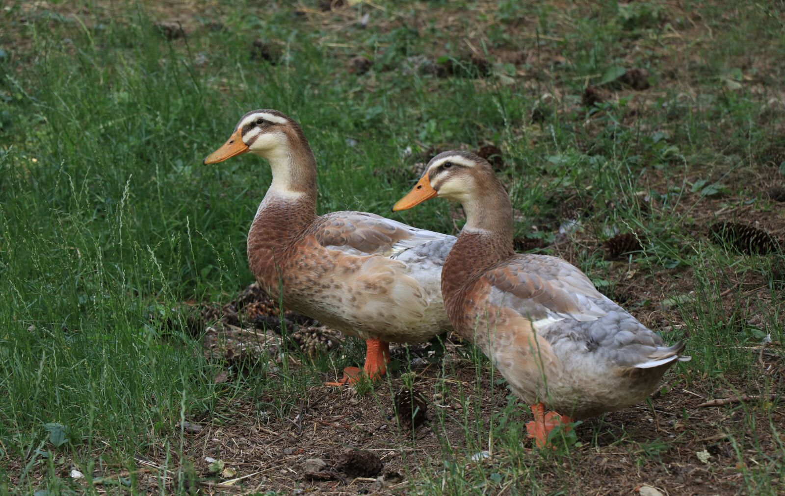 Canon EF-S 18-135mm F3.5-5.6 IS USM sample photo. Ducks, animals, bird photography