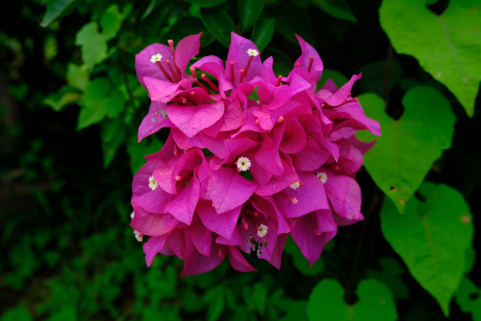Fujifilm X-T30 sample photo. Bougainville, garden, flower photography