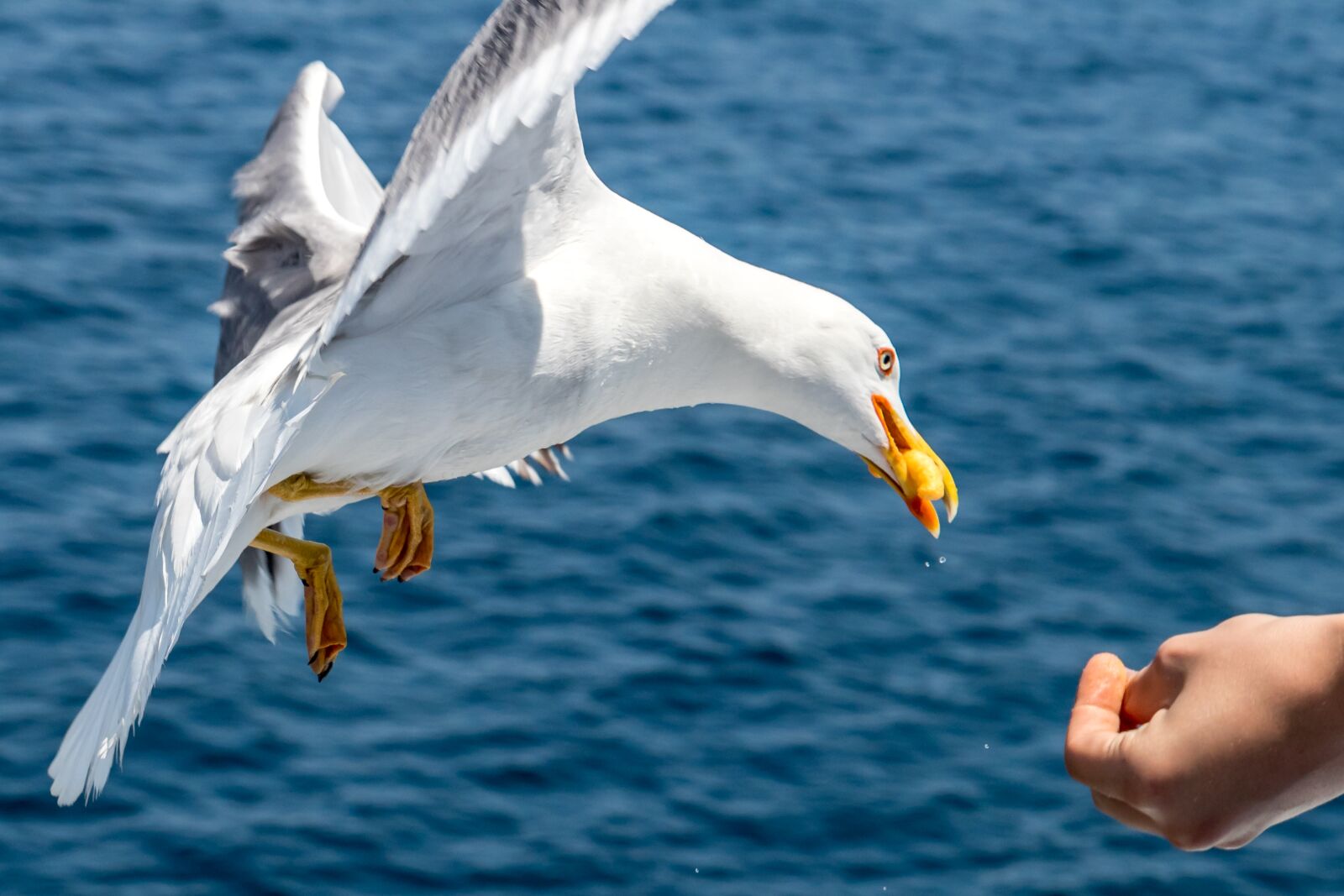 Canon EOS 80D sample photo. Seagull, bird, feeding photography