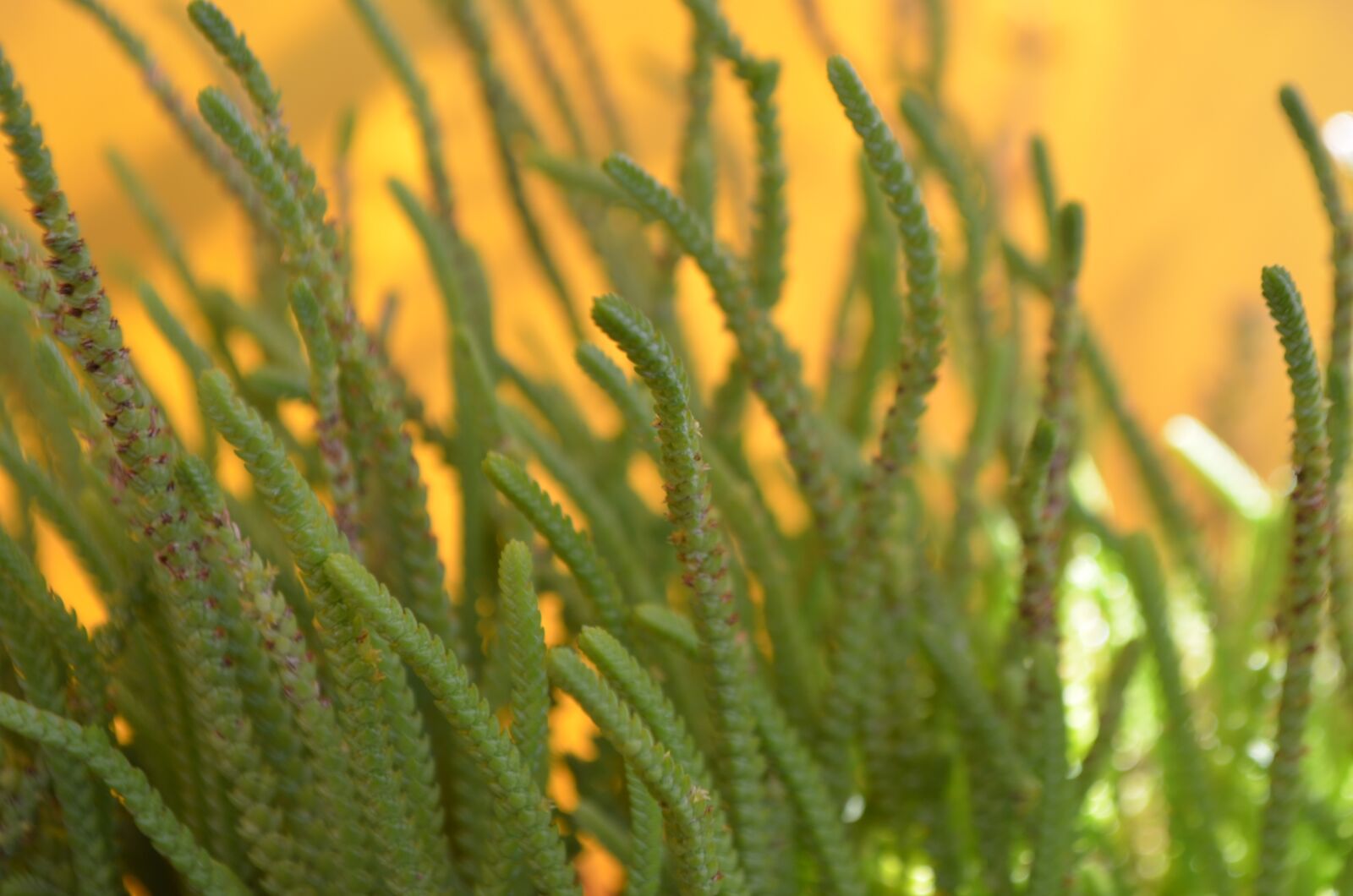Nikon D5100 sample photo. Succulent, plant, green photography