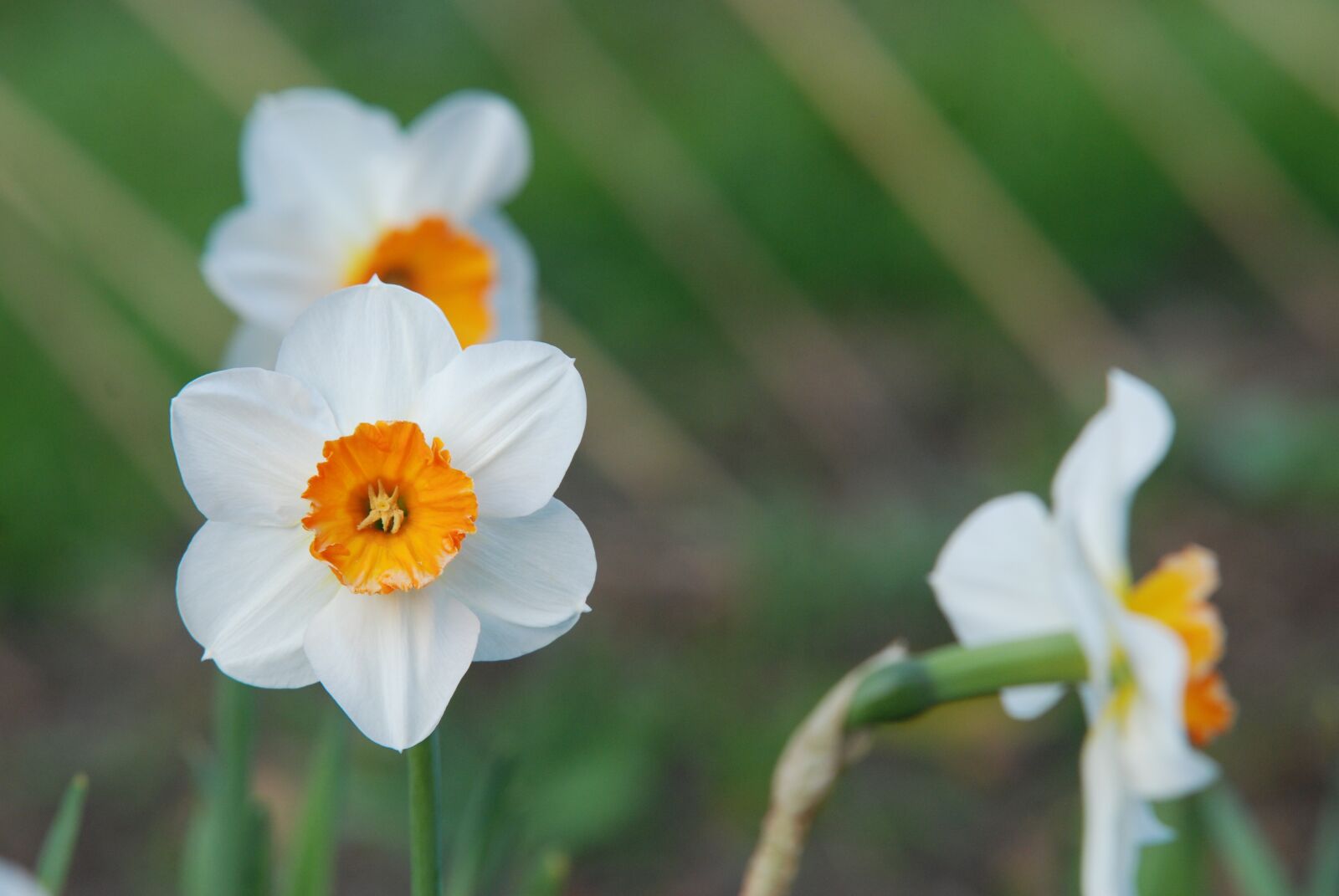 Nikon D40X sample photo. Narcissus, flower photography