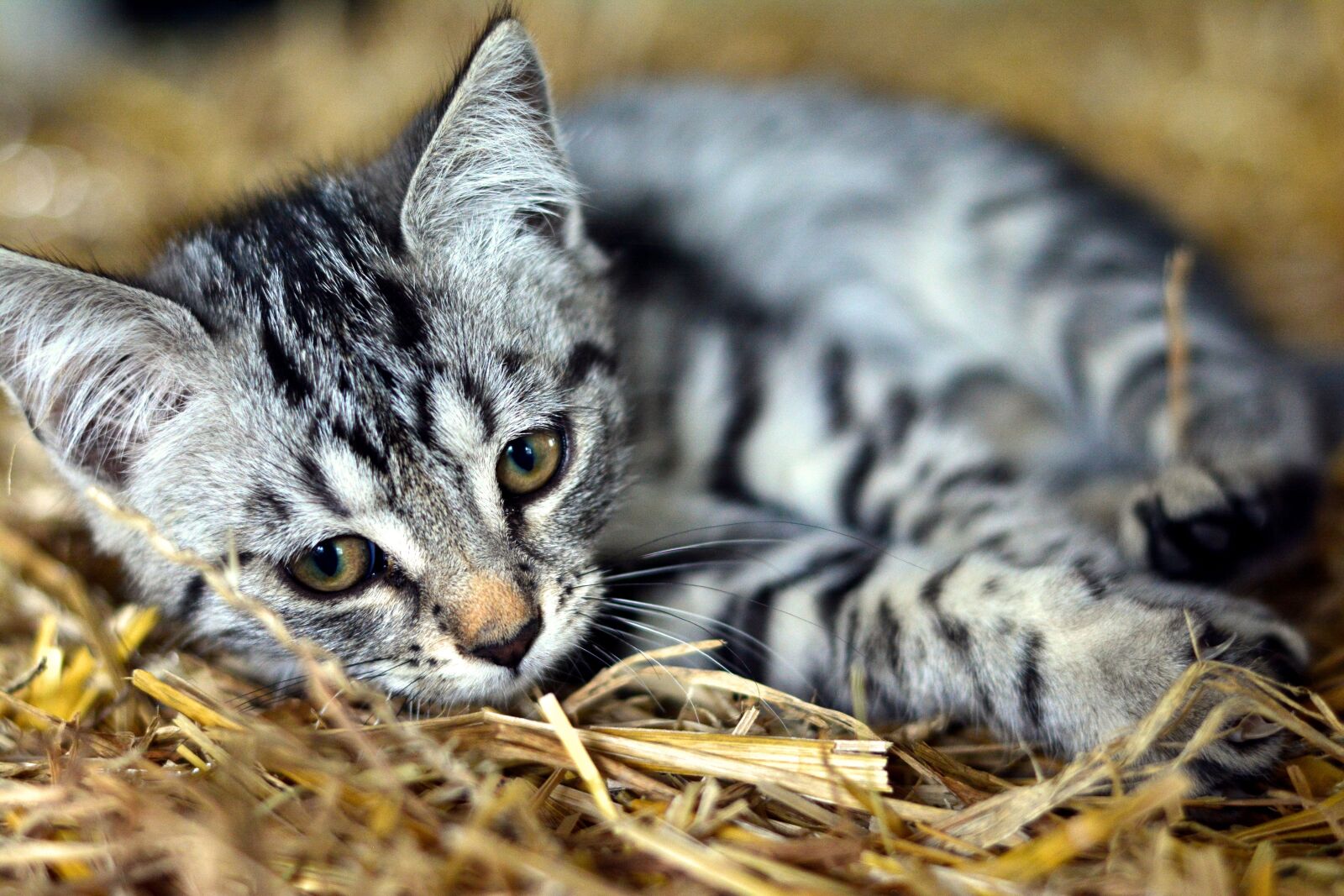 Nikon D5200 sample photo. Cat, young animal, kitten photography