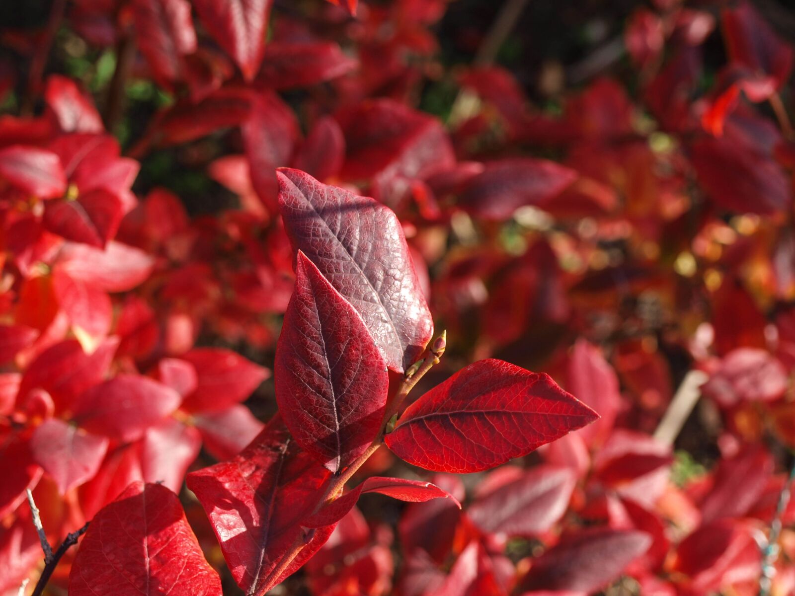 Olympus E-450 (EVOLT E-450) + OLYMPUS 14-42mm Lens sample photo. Leaves, fall, red photography