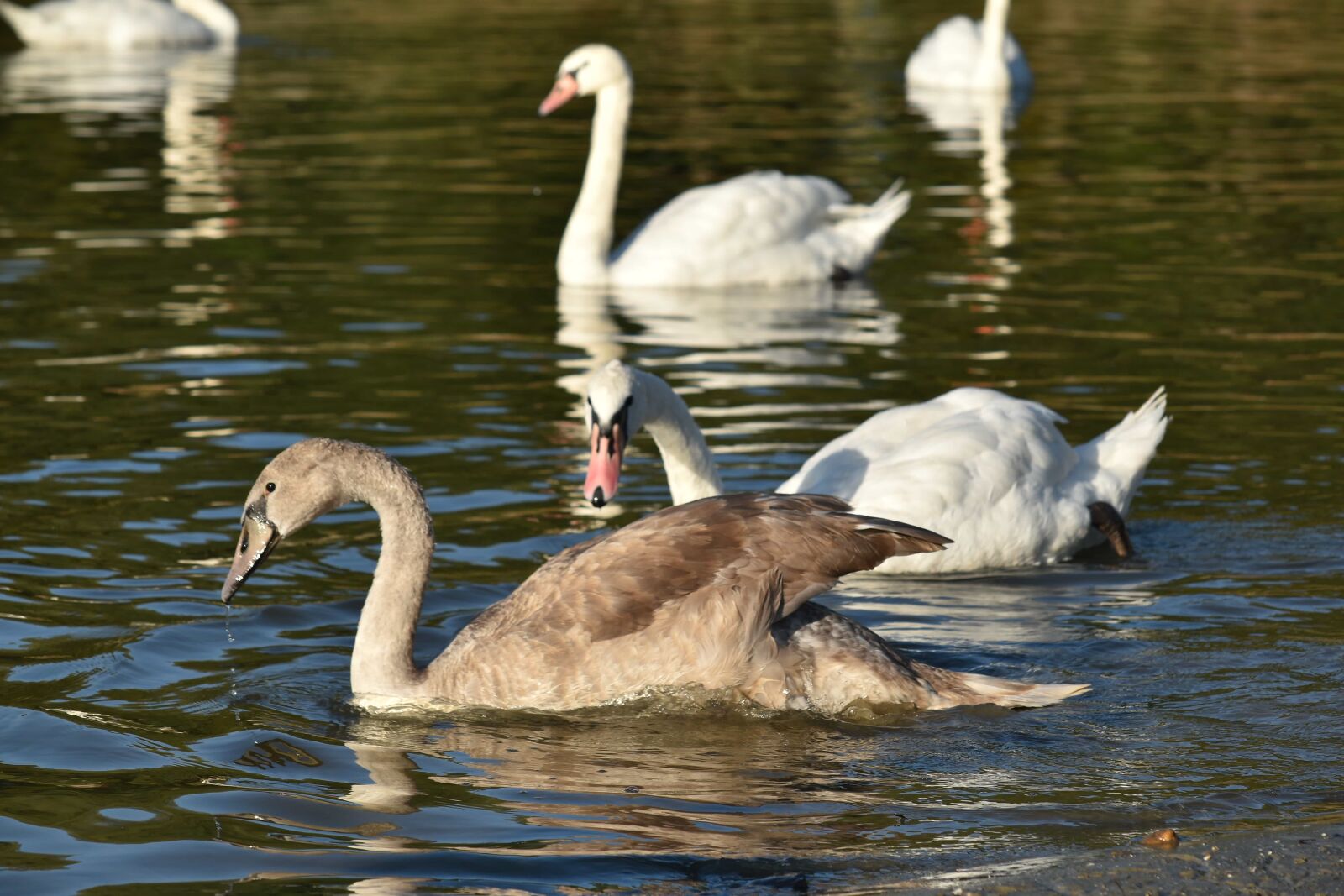 Nikon D5500 sample photo. Aquatic bird, flock, migration photography