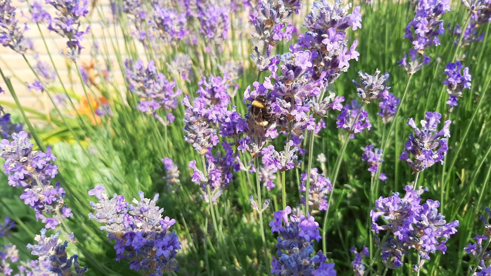 Samsung Galaxy A50 sample photo. Lavender, bee, summer photography