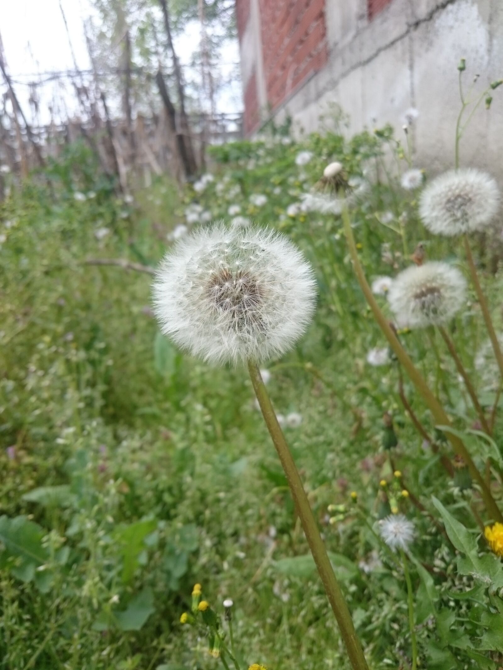 Sony Xperia Z3 sample photo. Goga, green, manzara photography