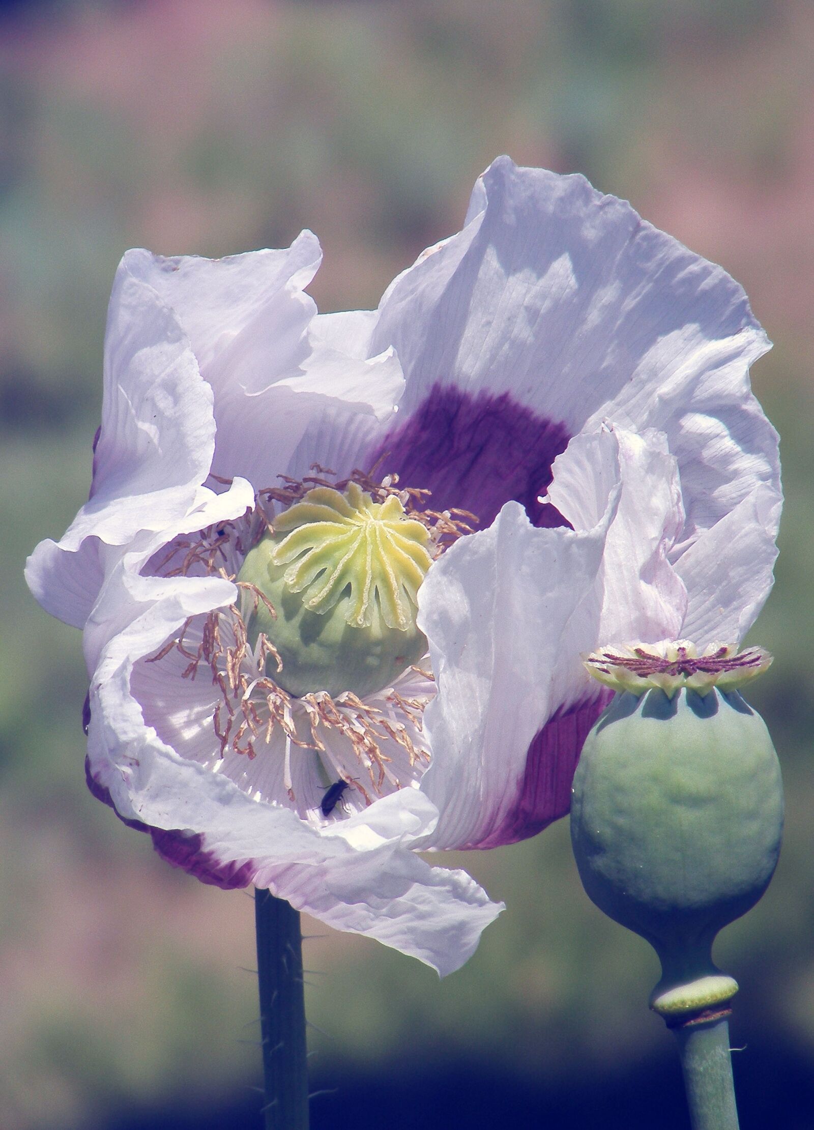 Fujifilm FinePix S5700 S700 sample photo. Spring poppy, blooming poppy photography