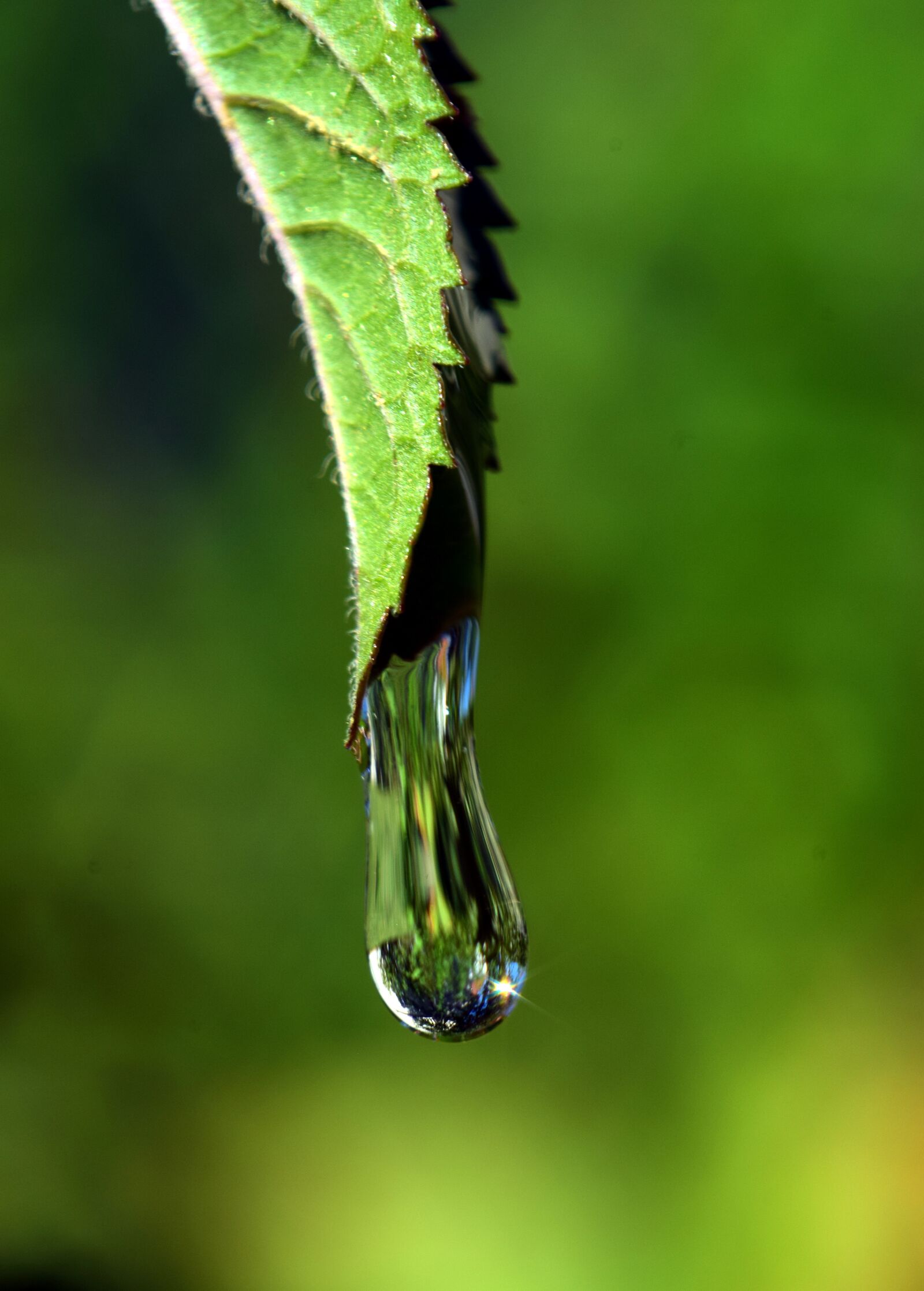 Nikon D3300 sample photo. Drip, leaf, drop of photography