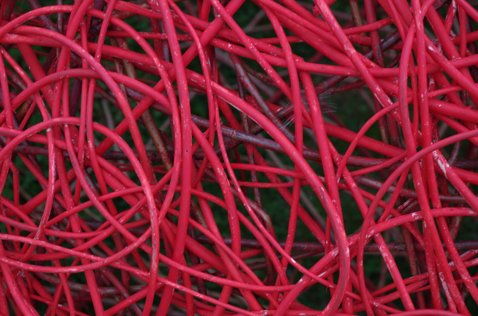 Pentax K-30 sample photo. Red, hazel, twigs photography