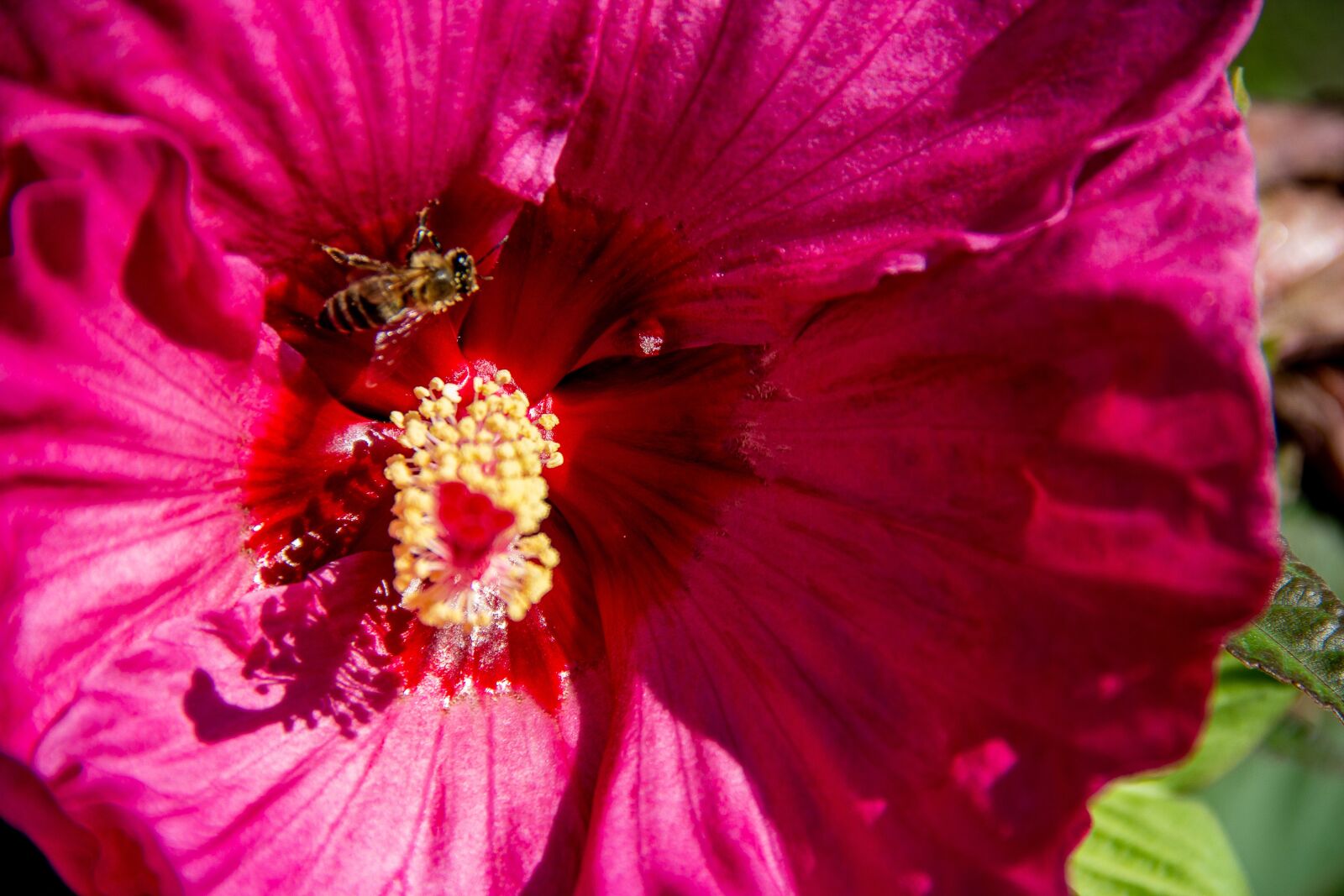Canon EOS 60D sample photo. Blossom, bloom, hibiscus photography