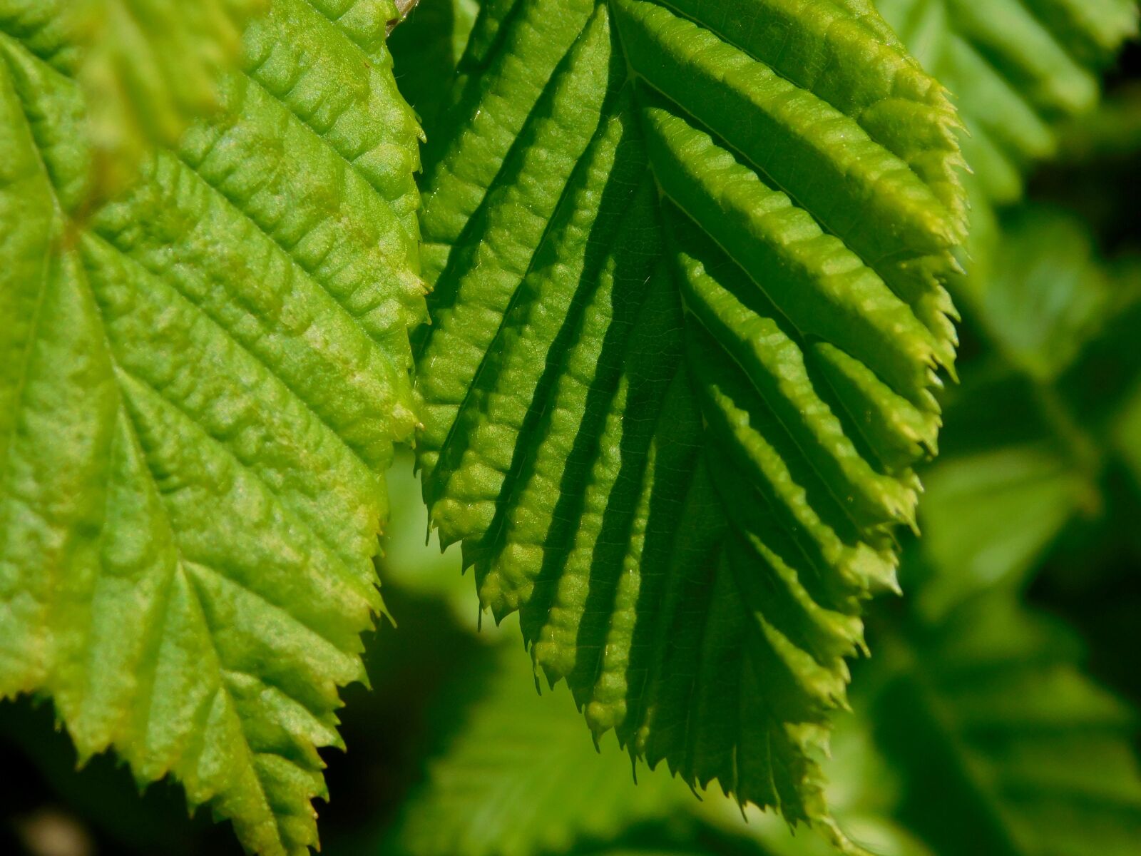 Nikon Coolpix L840 sample photo. Leaf, leaves, green photography