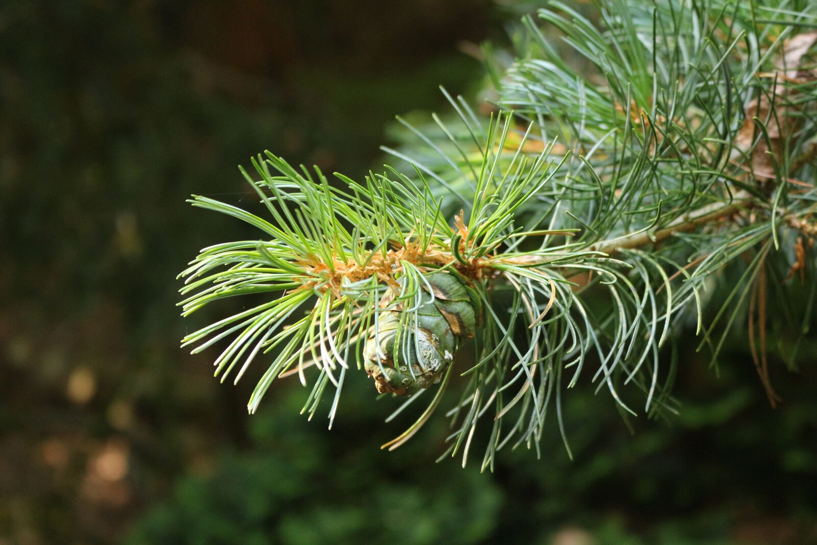 Canon EOS 700D (EOS Rebel T5i / EOS Kiss X7i) sample photo. Conifer, branch, needles photography