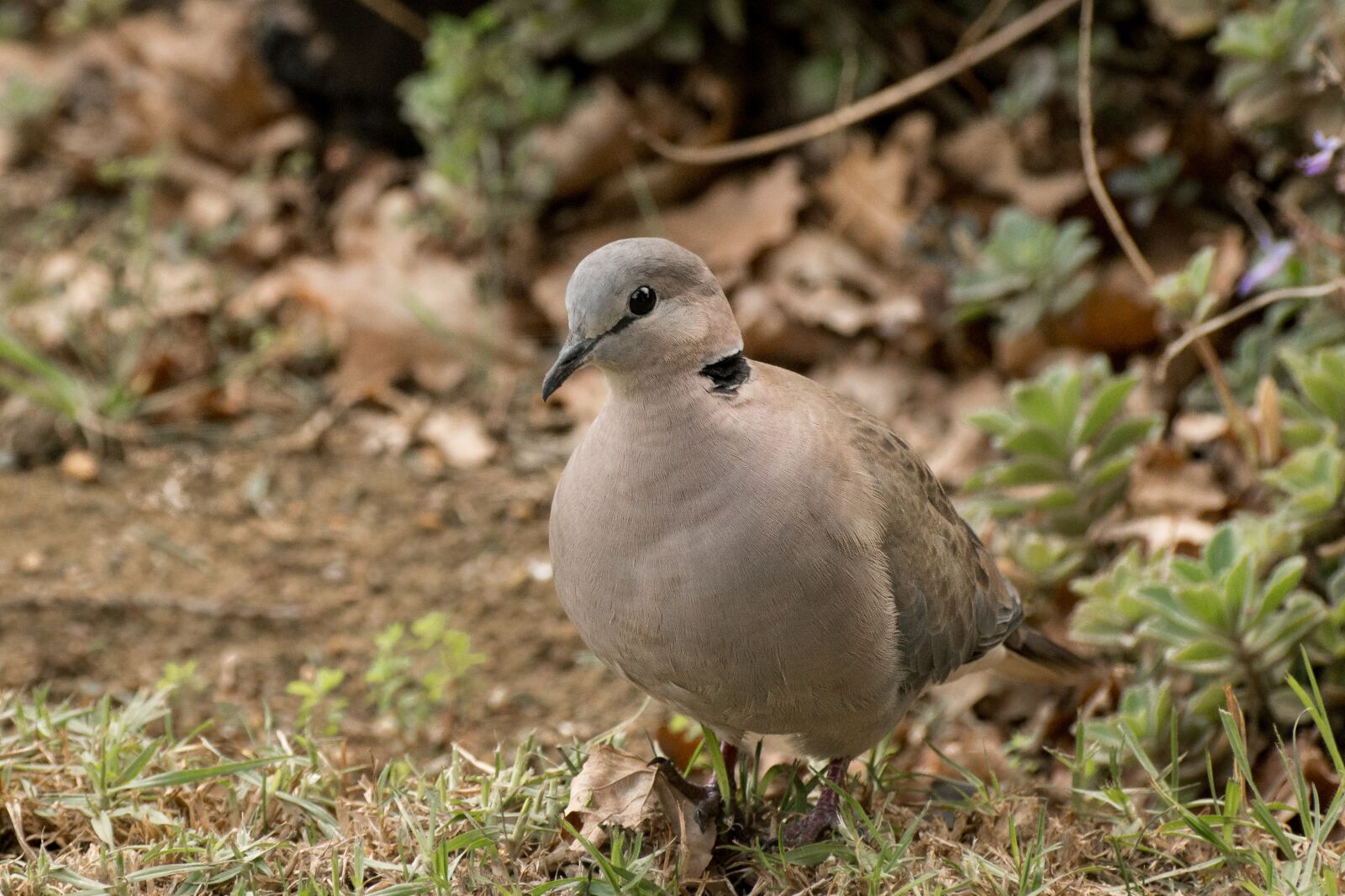 Nikon D7100 sample photo. Dove, bird, wildlife photography