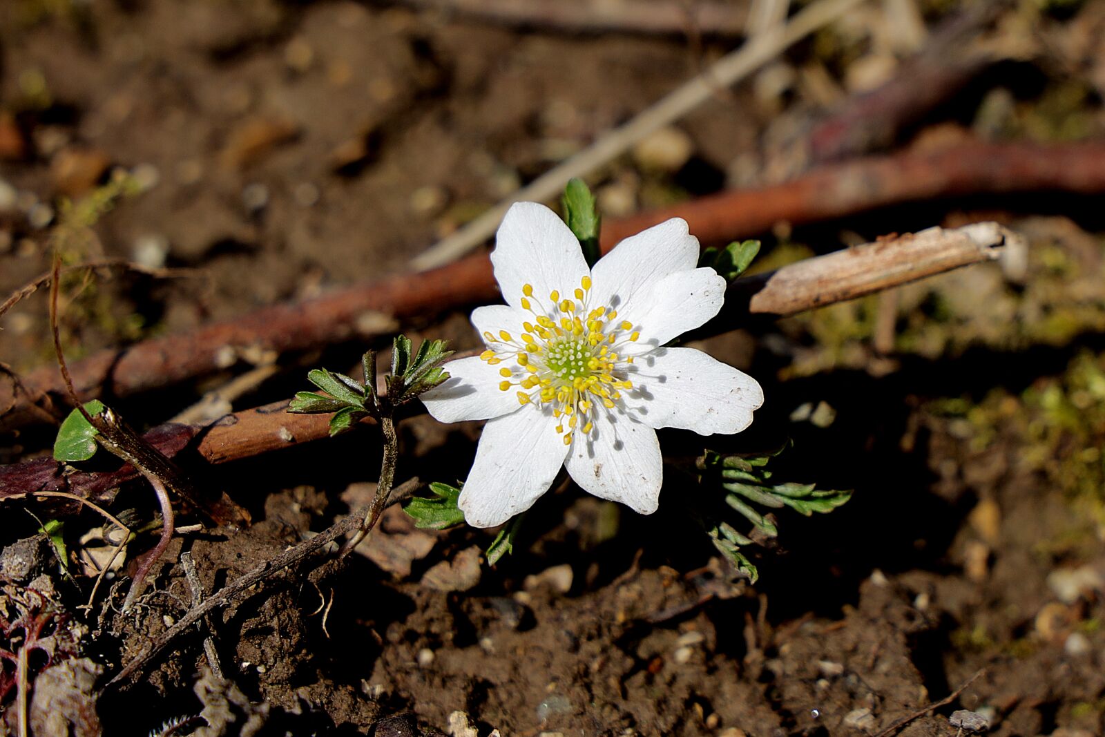 Canon RF 24-105mm F4L IS USM sample photo. Wood anemone, spring, the photography