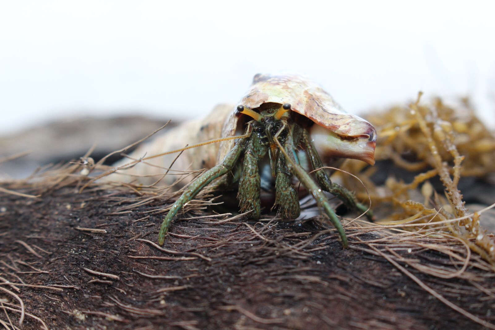 Canon EOS 700D (EOS Rebel T5i / EOS Kiss X7i) sample photo. Crab, hermit, shell photography