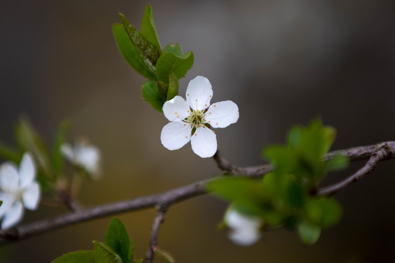 Canon EOS 7D Mark II sample photo. Flower, nature, plant photography