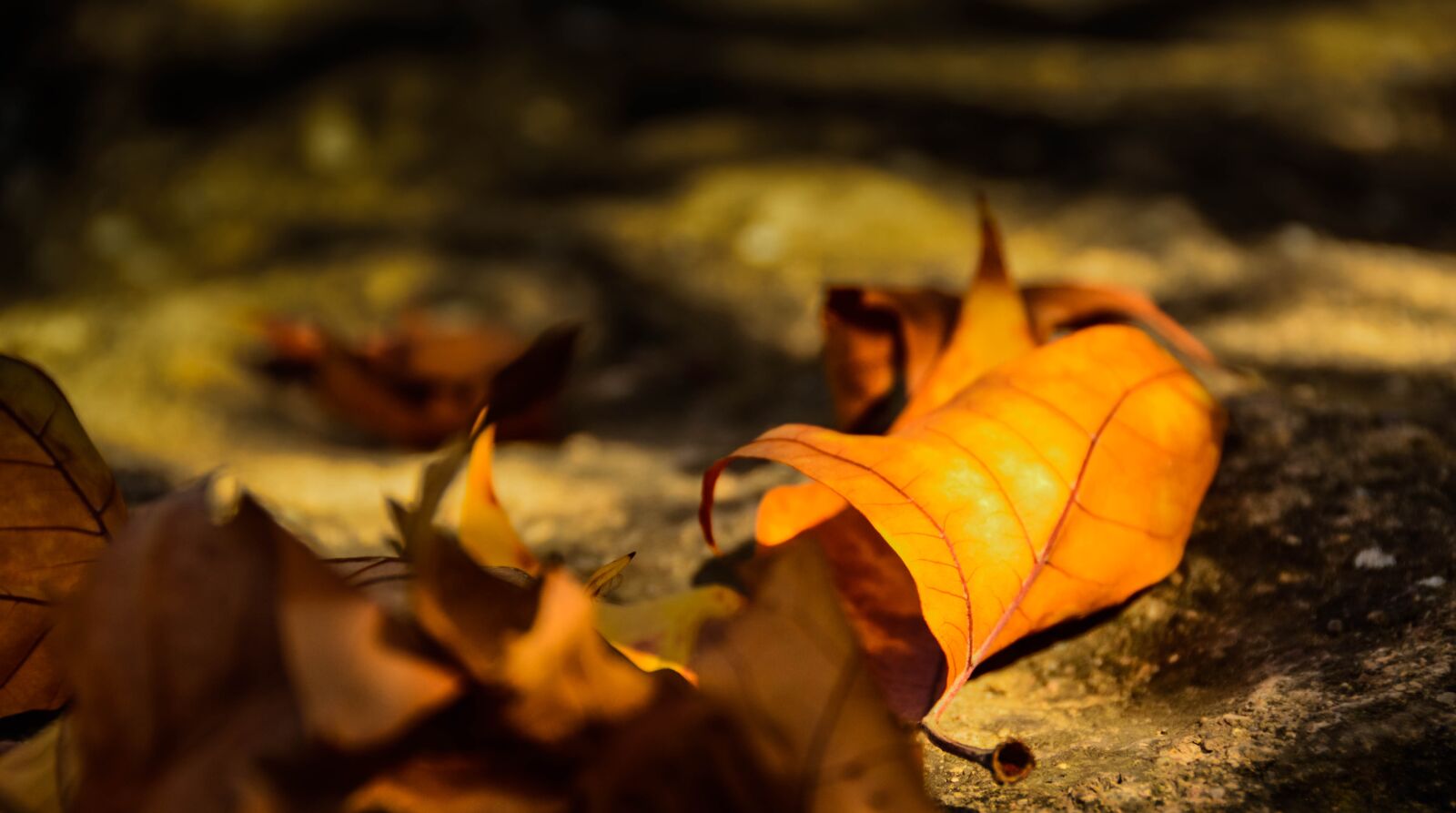 Nikon D3200 sample photo. Leaves, golden autumn, poplar photography