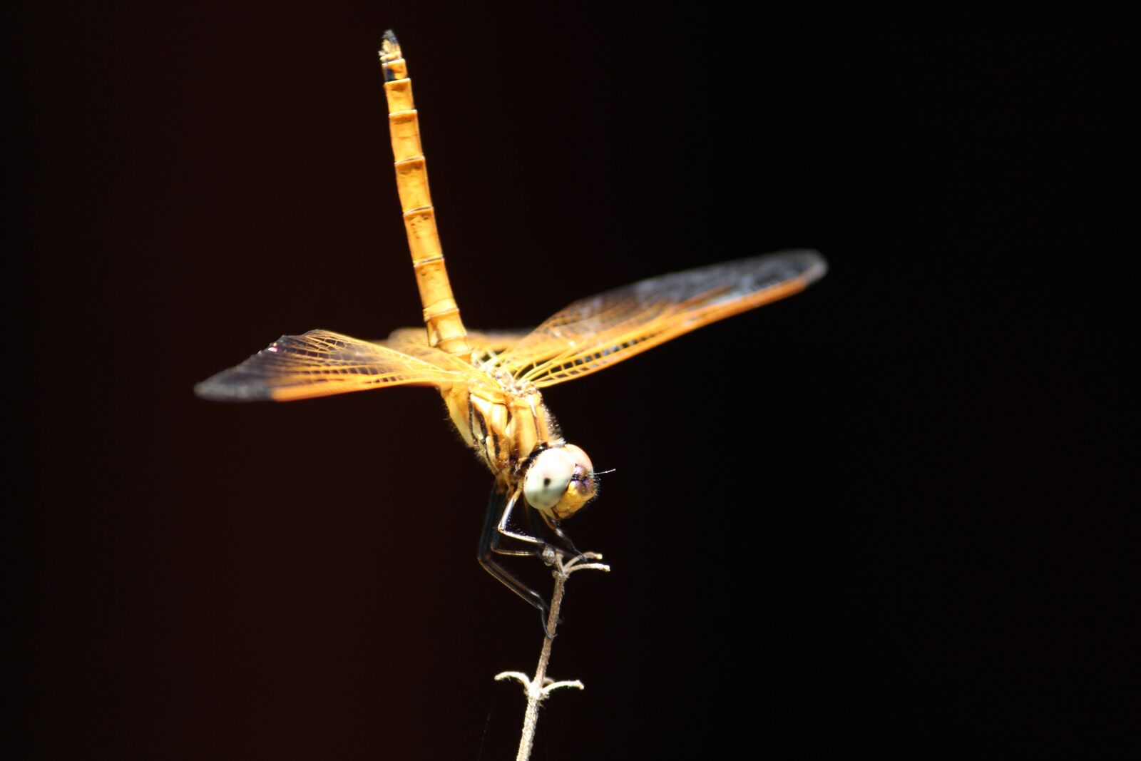 Canon EOS 1300D (EOS Rebel T6 / EOS Kiss X80) sample photo. Wing, nature, flight photography