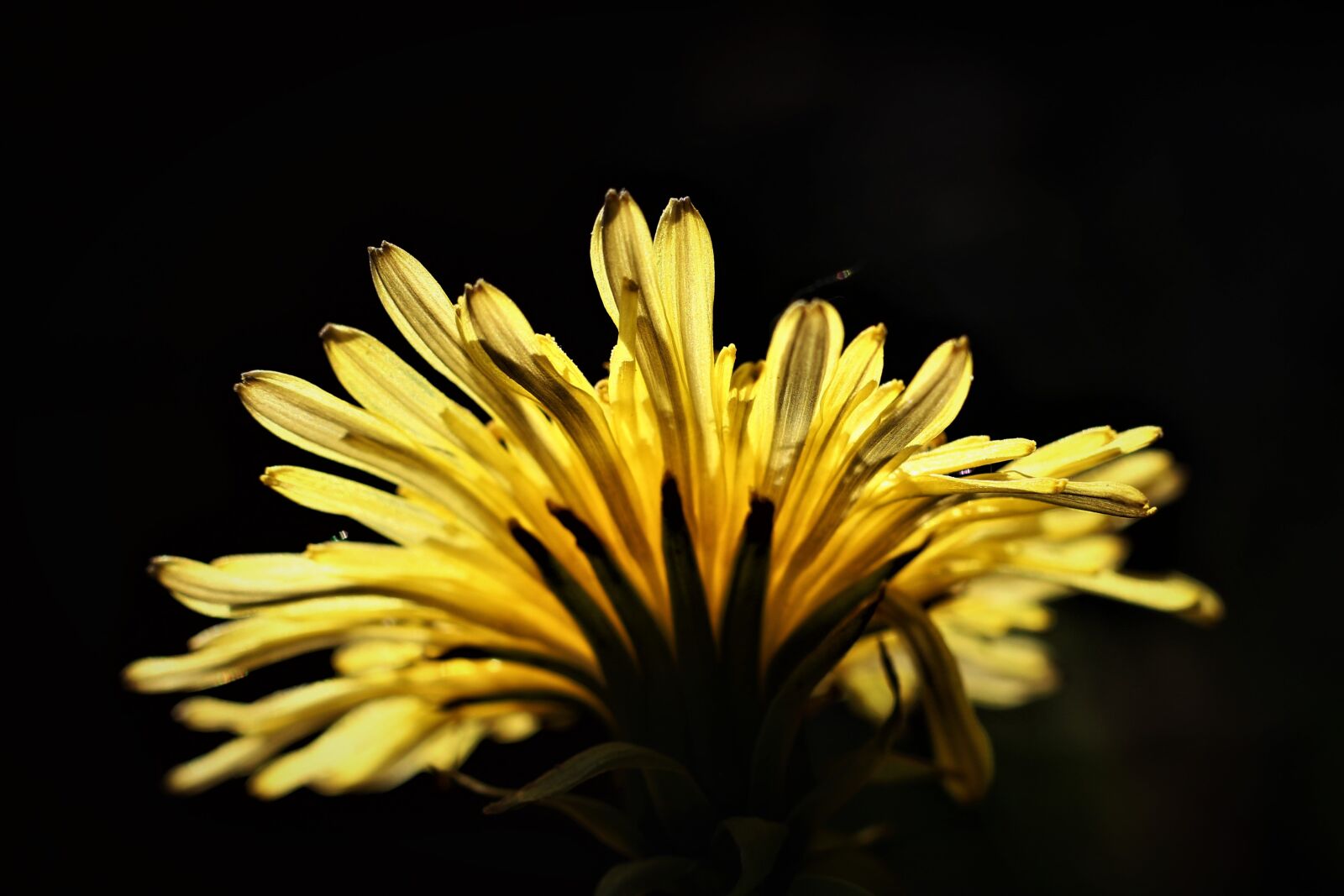 Canon EOS 650D (EOS Rebel T4i / EOS Kiss X6i) + Canon EF 50mm F1.8 II sample photo. Flower, dandelion, plant photography