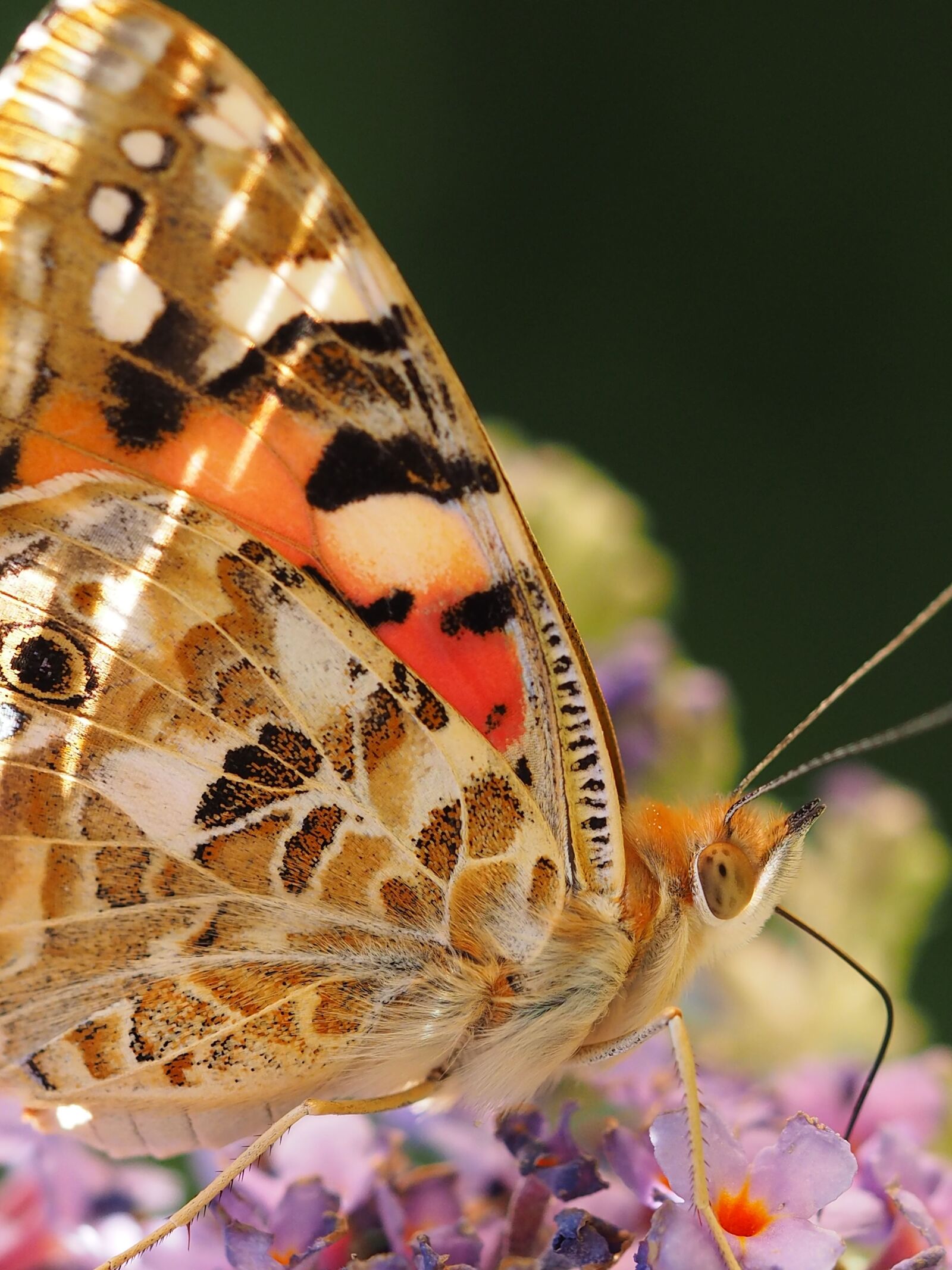 Olympus M.Zuiko Digital ED 60mm F2.8 Macro sample photo. Beautiful lady, butterfly, ledidoptere photography