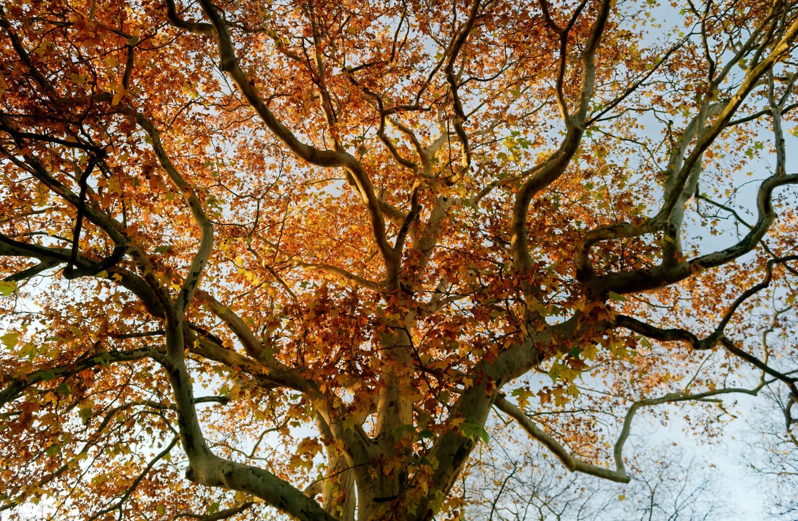 Nikon D3100 sample photo. Tree, autumn, leaves photography