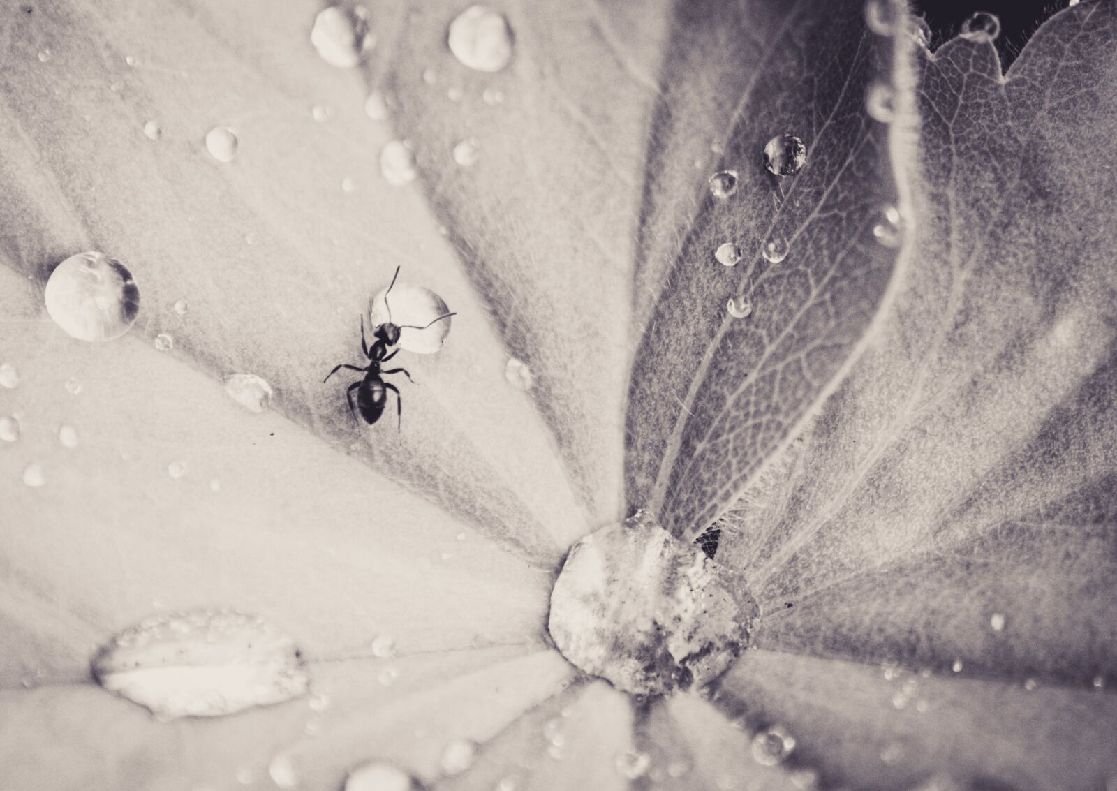 Pentax K-30 sample photo. Ant, leaf, drip photography