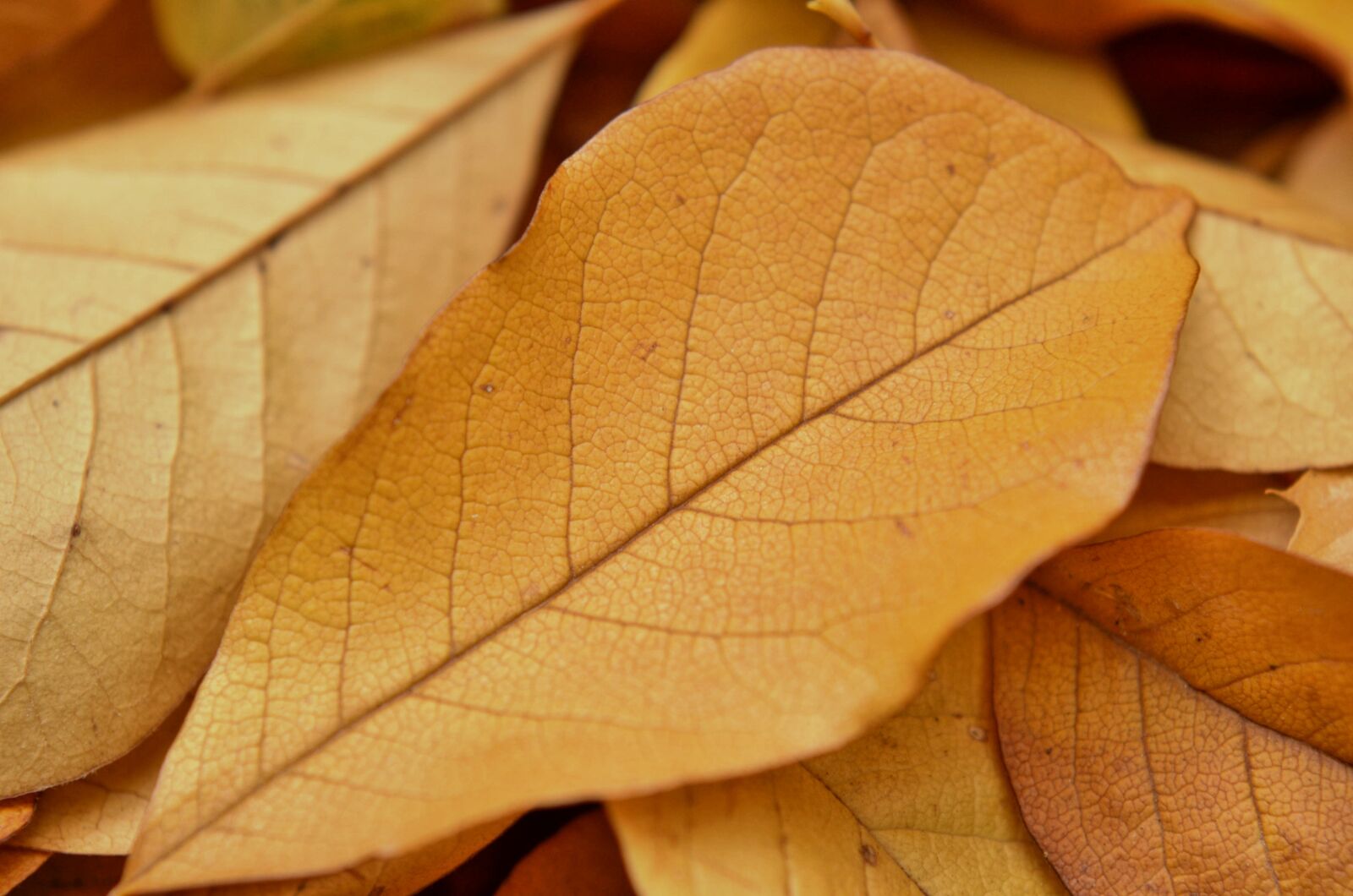 Nikon D7000 sample photo. Sheet, yellow autumn, foliage photography