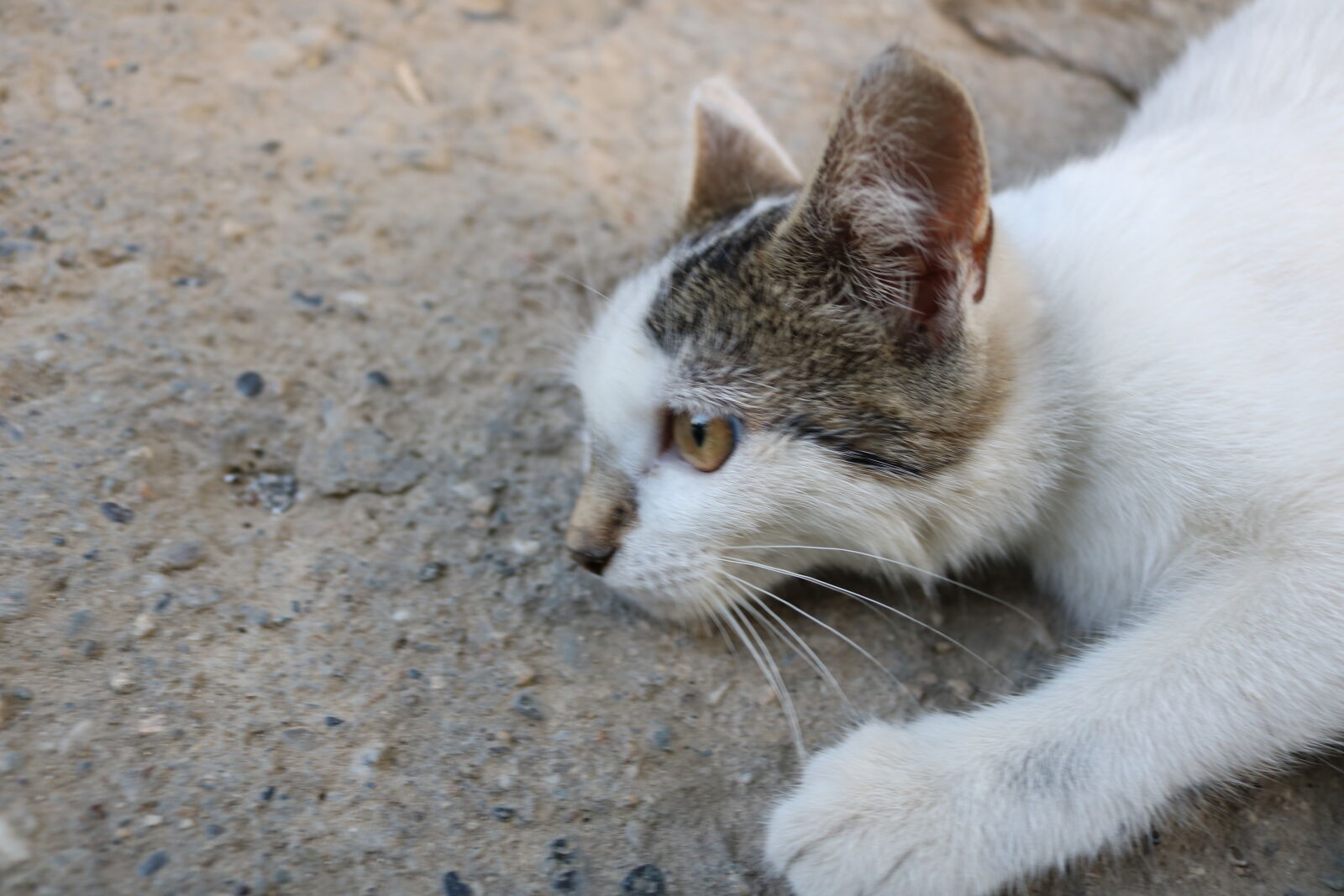 Canon EOS 750D (EOS Rebel T6i / EOS Kiss X8i) sample photo. Cat, city, cute, day photography