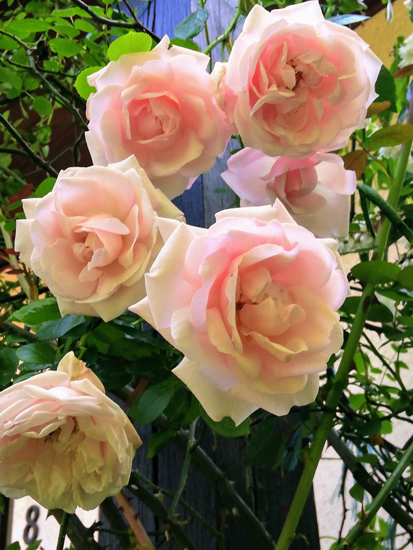 HUAWEI RNE-L21 sample photo. Roses, rosebush, pink photography