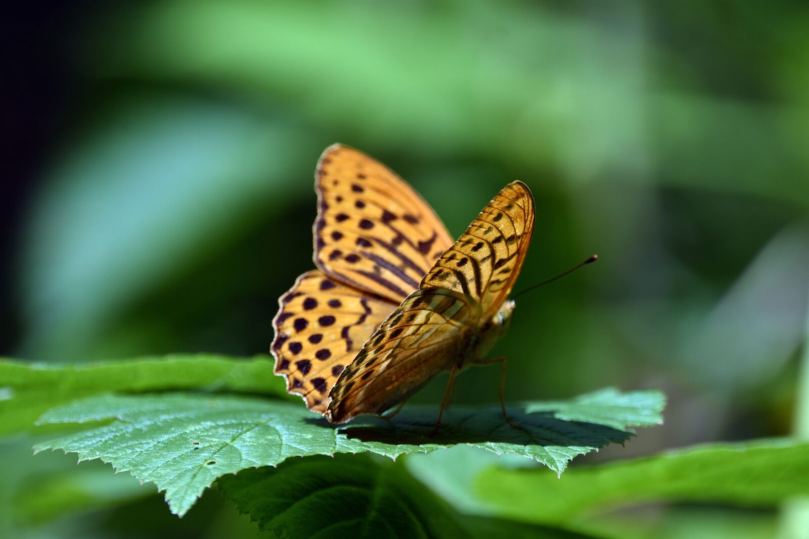 Nikon D3400 sample photo. Butterfly, insect, wings photography
