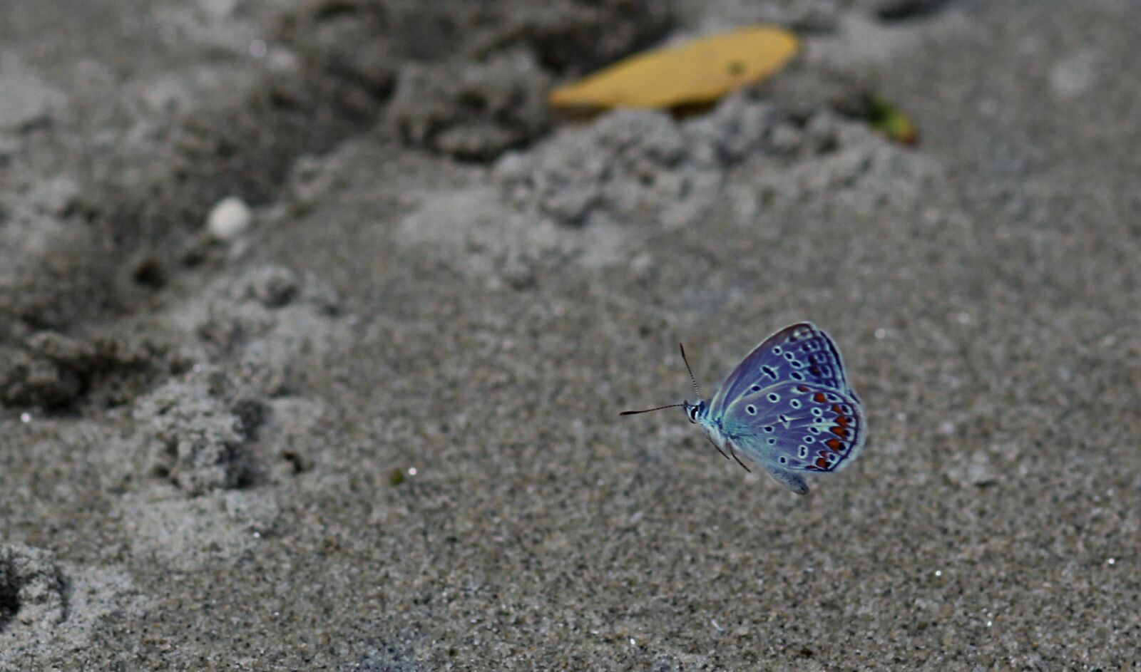 Canon EOS 700D (EOS Rebel T5i / EOS Kiss X7i) + Canon EF 85mm F1.8 USM sample photo. Butterfly, flight, blue photography