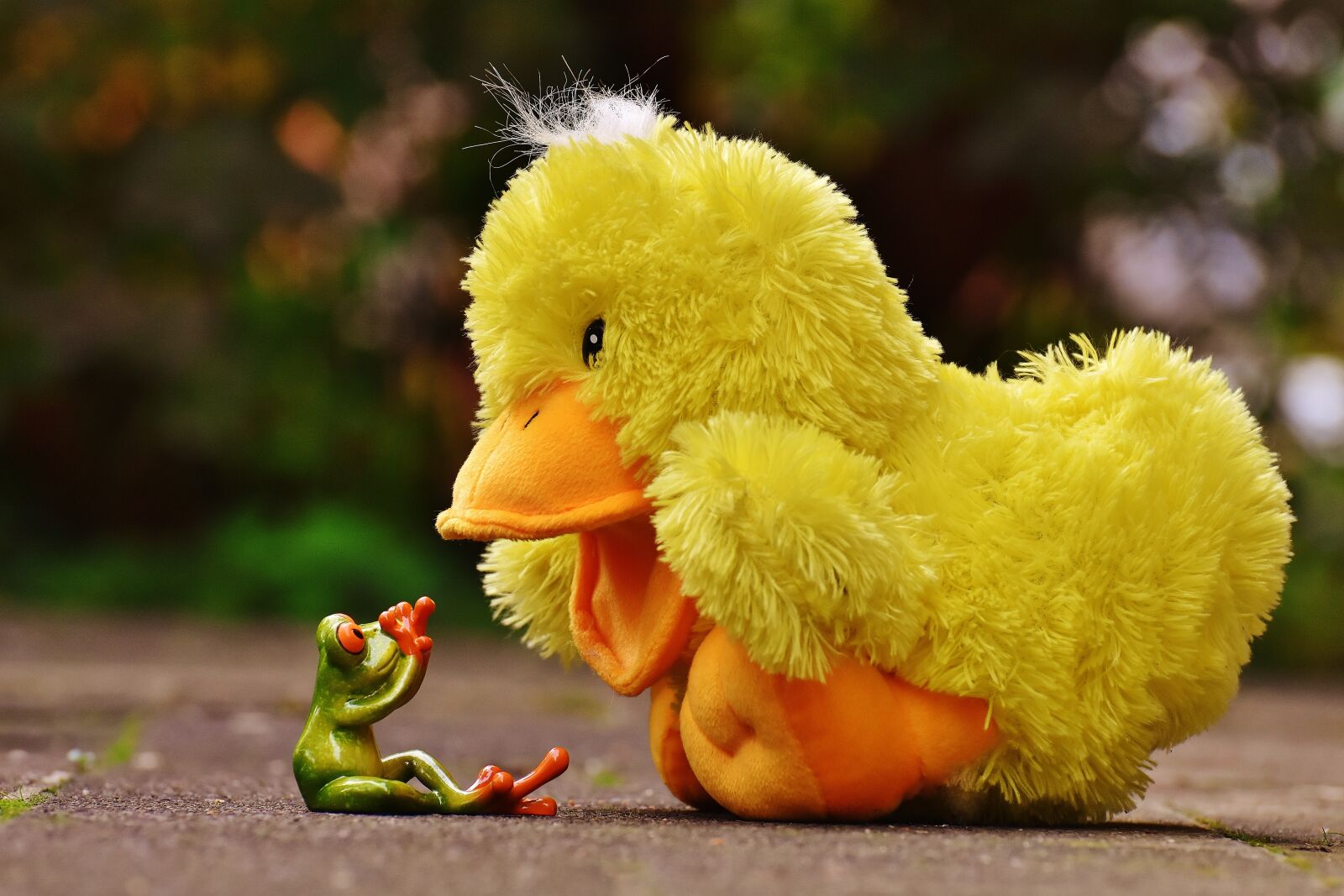 Nikon D7200 sample photo. Frog, anxious, duck photography