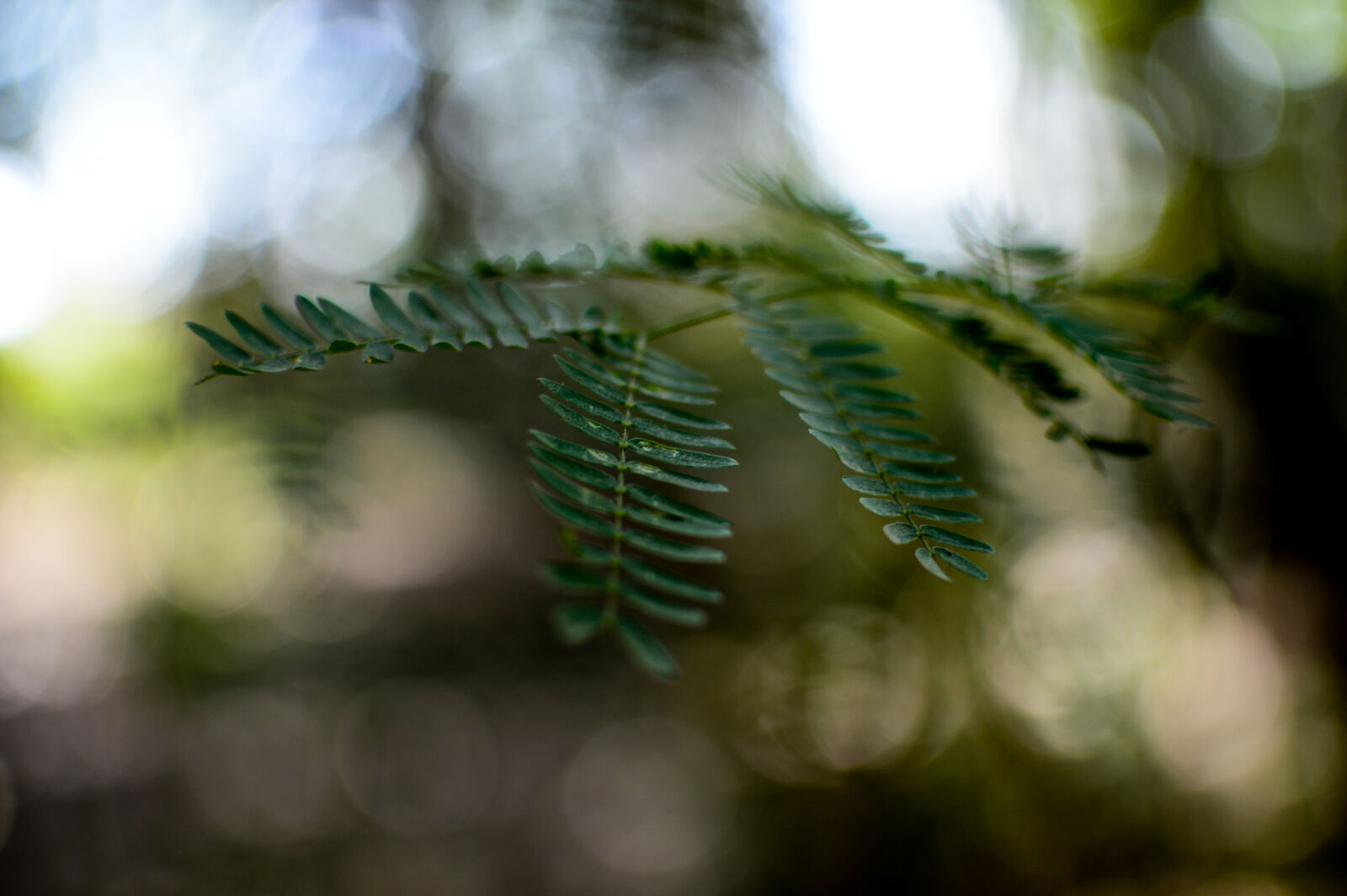 Nikon D3200 + Nikon AF-S DX Nikkor 35mm F1.8G sample photo. 35mm, green, leaf, macro photography