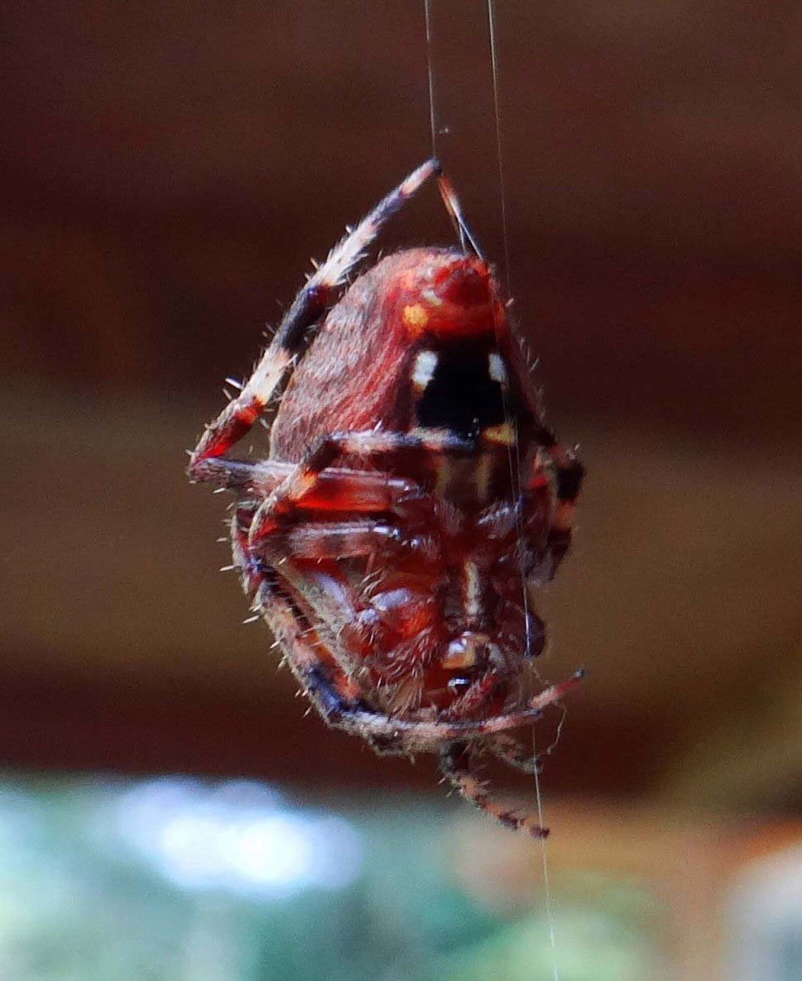 Sony DSC-HX200V sample photo. Arachnid, bug, hanging, spider photography