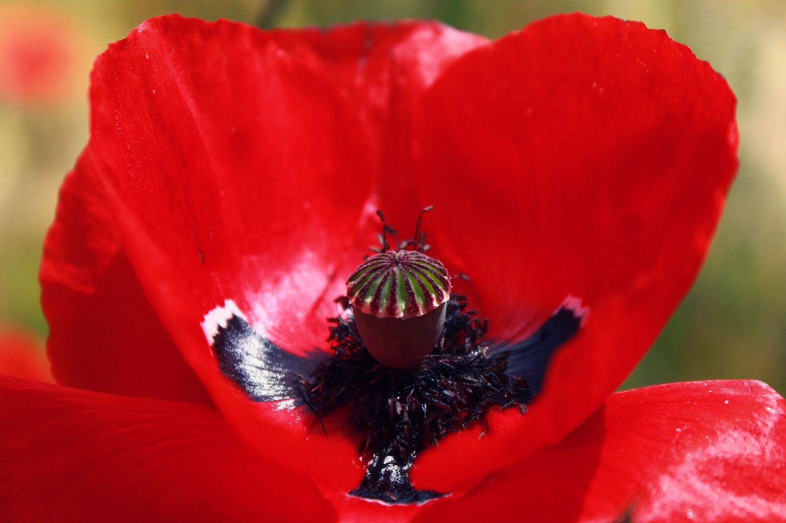 Canon EOS 1200D (EOS Rebel T5 / EOS Kiss X70 / EOS Hi) sample photo. Poppy, blossom, bloom photography
