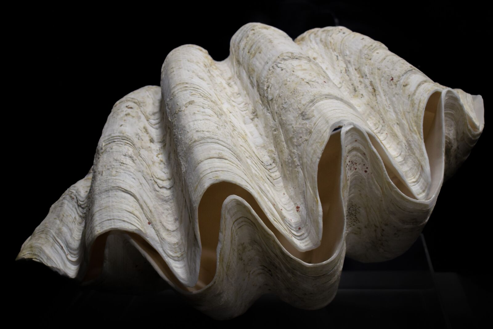 Nikon D3300 sample photo. Tridacna gigas, shell, giant photography