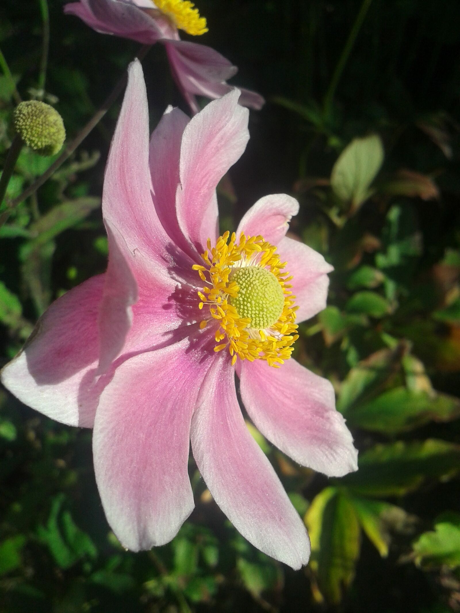 Samsung Galaxy Fame sample photo. Flower, pink, pale pink photography