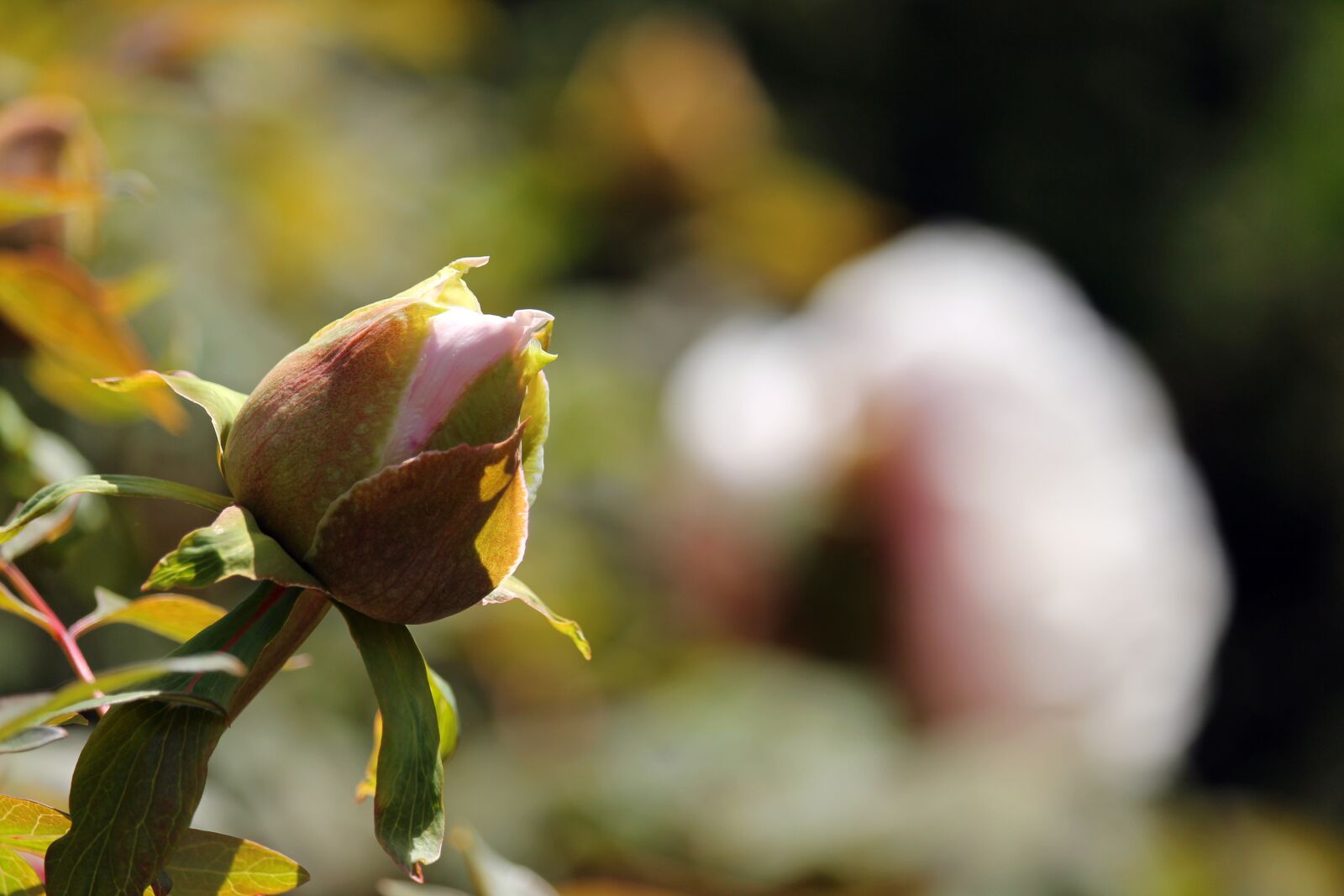 Canon EF-S 55-250mm F4-5.6 IS STM sample photo. Arboretum, peony, shrubby peony photography