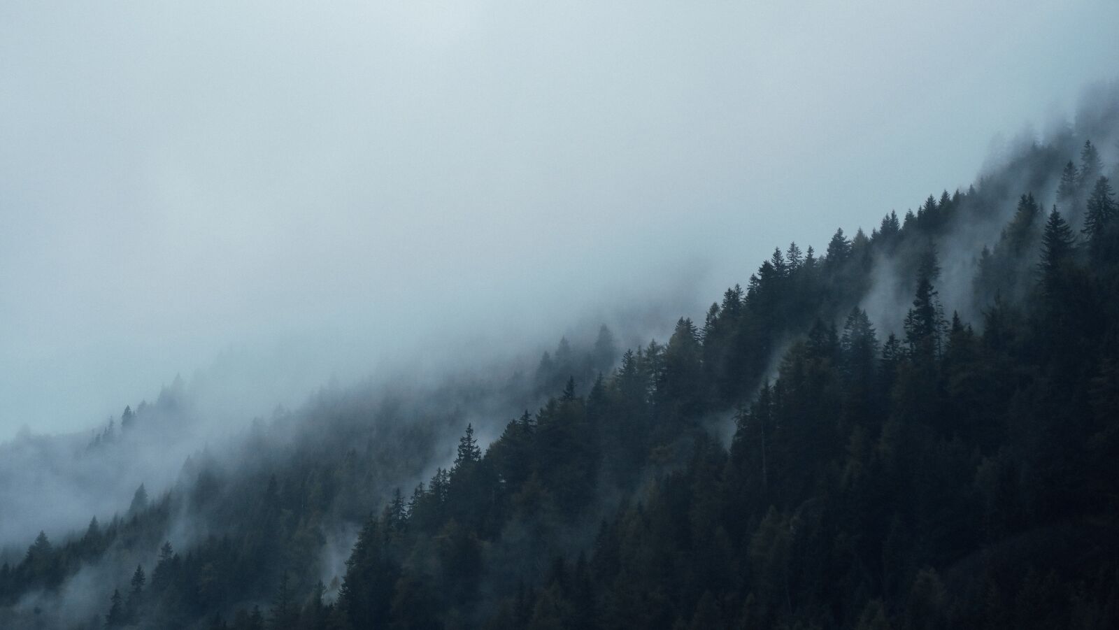 Canon PowerShot G7 X sample photo. Conifers, dark, fir trees photography