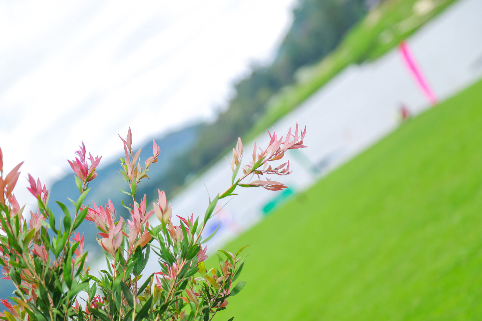 Canon EF 24-105mm F4L IS USM sample photo. Beautiful, beautiful, flowers, flowers photography