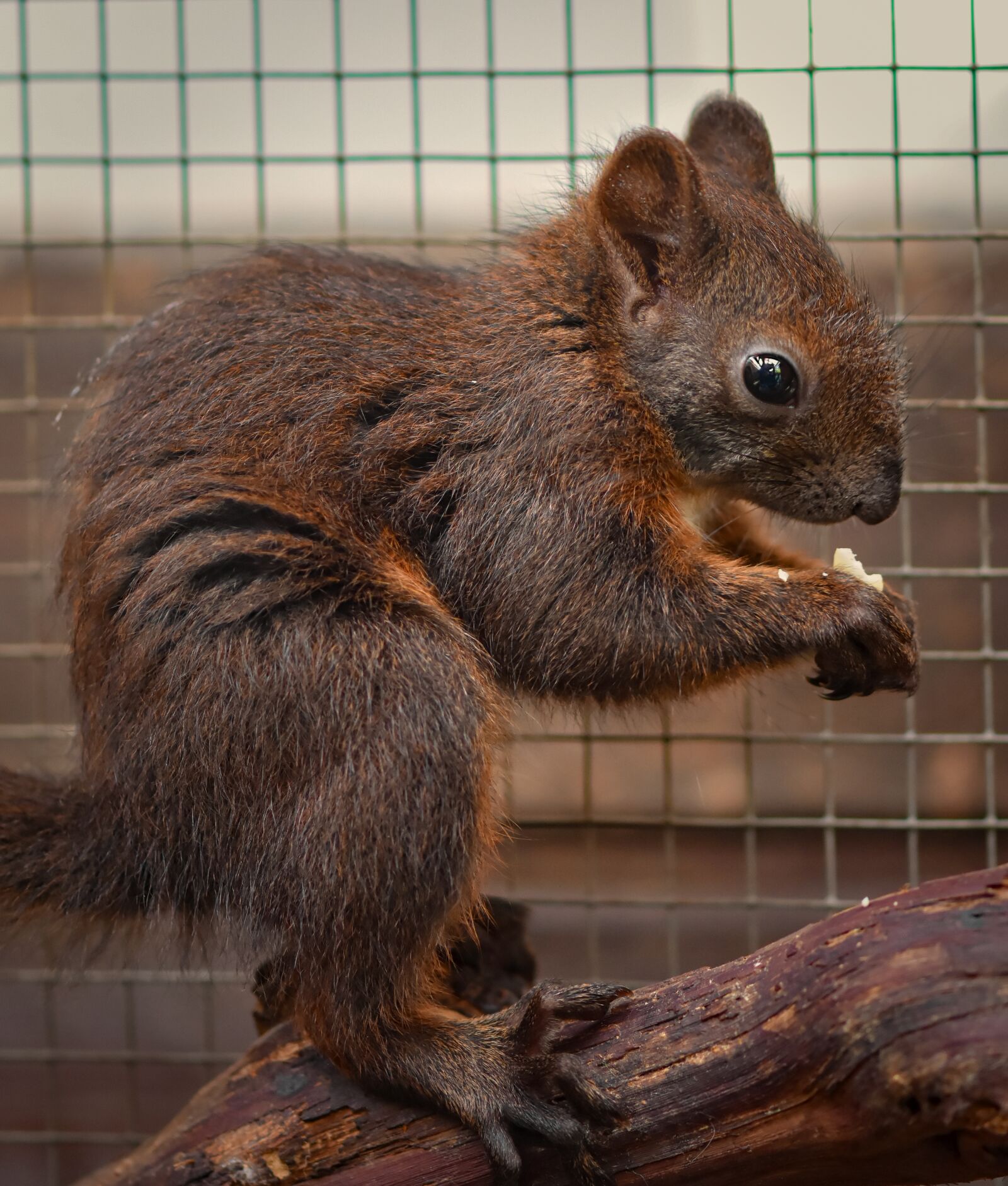 Nikon D7200 sample photo. Squirrel, young animal, young photography
