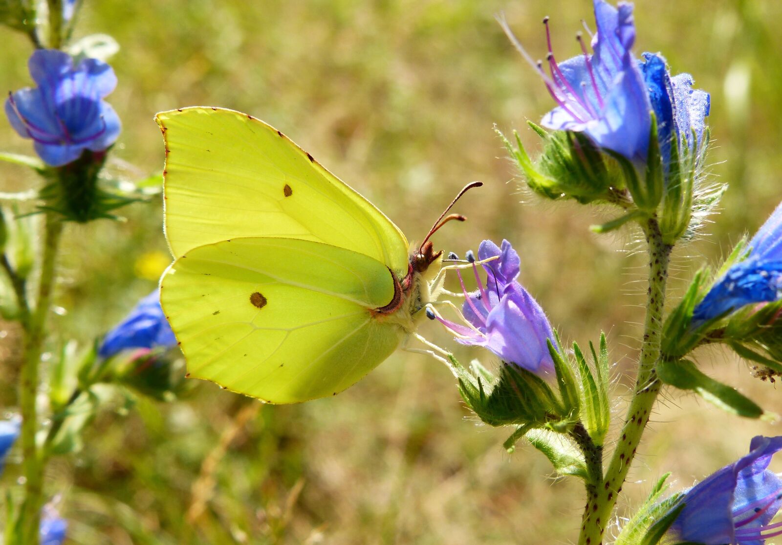 Panasonic Lumix DMC-FZ200 sample photo. Nature, flower, butterfly day photography