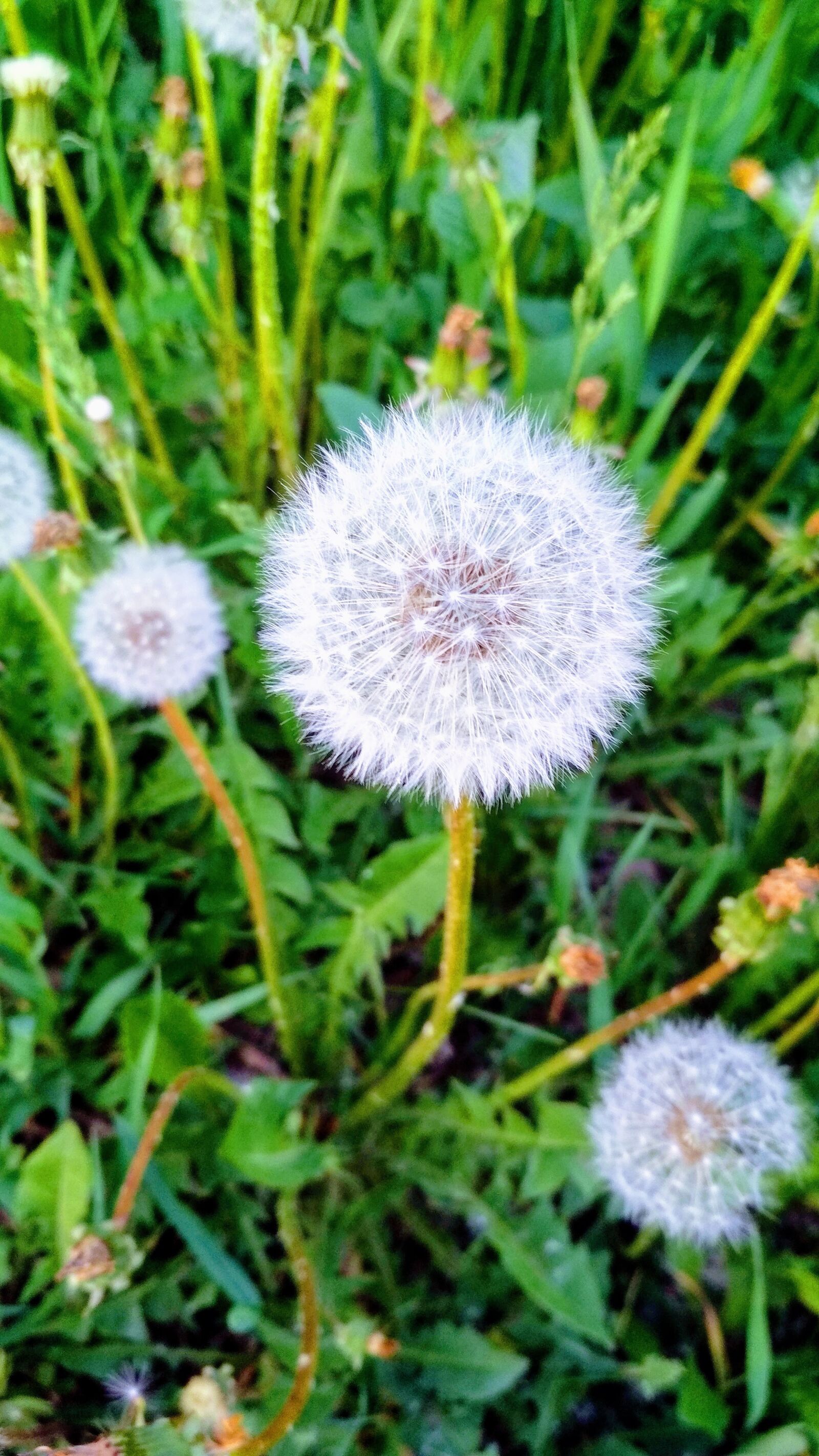 Xiaomi Redmi 4X sample photo. Flower, green, nature photography