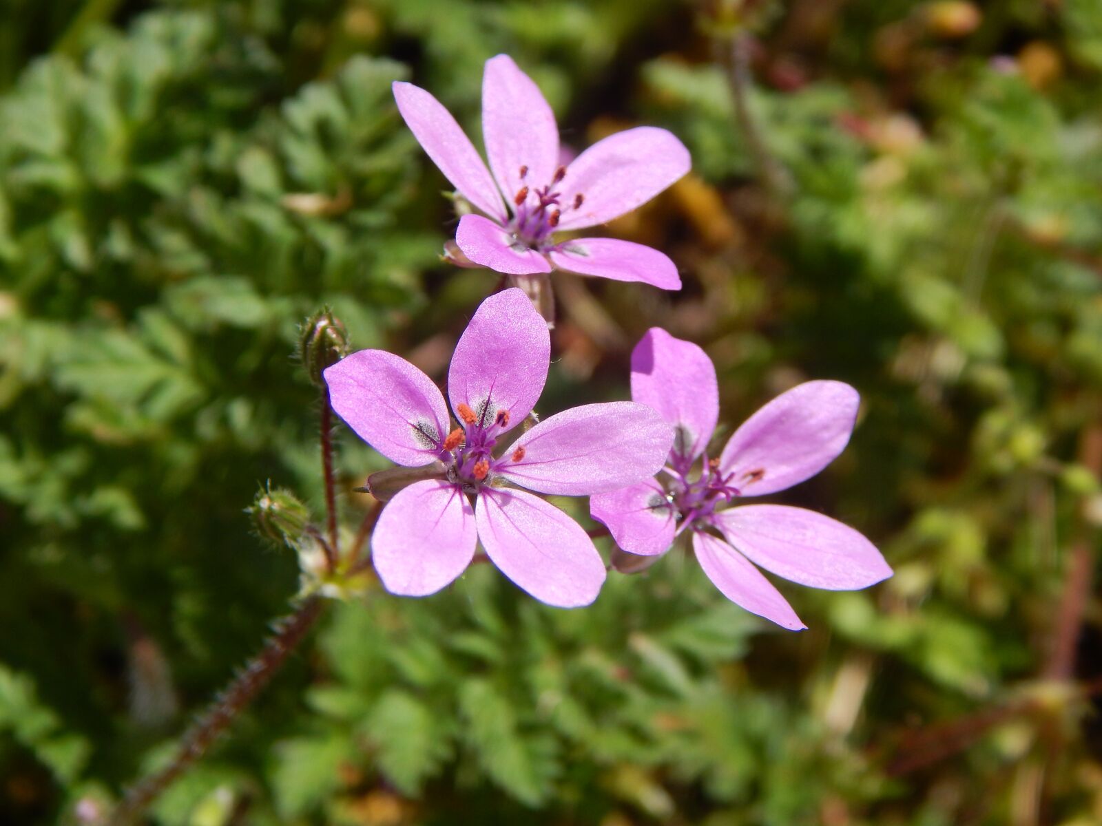 Nikon Coolpix L830 sample photo. Flower, pink flower, nature photography