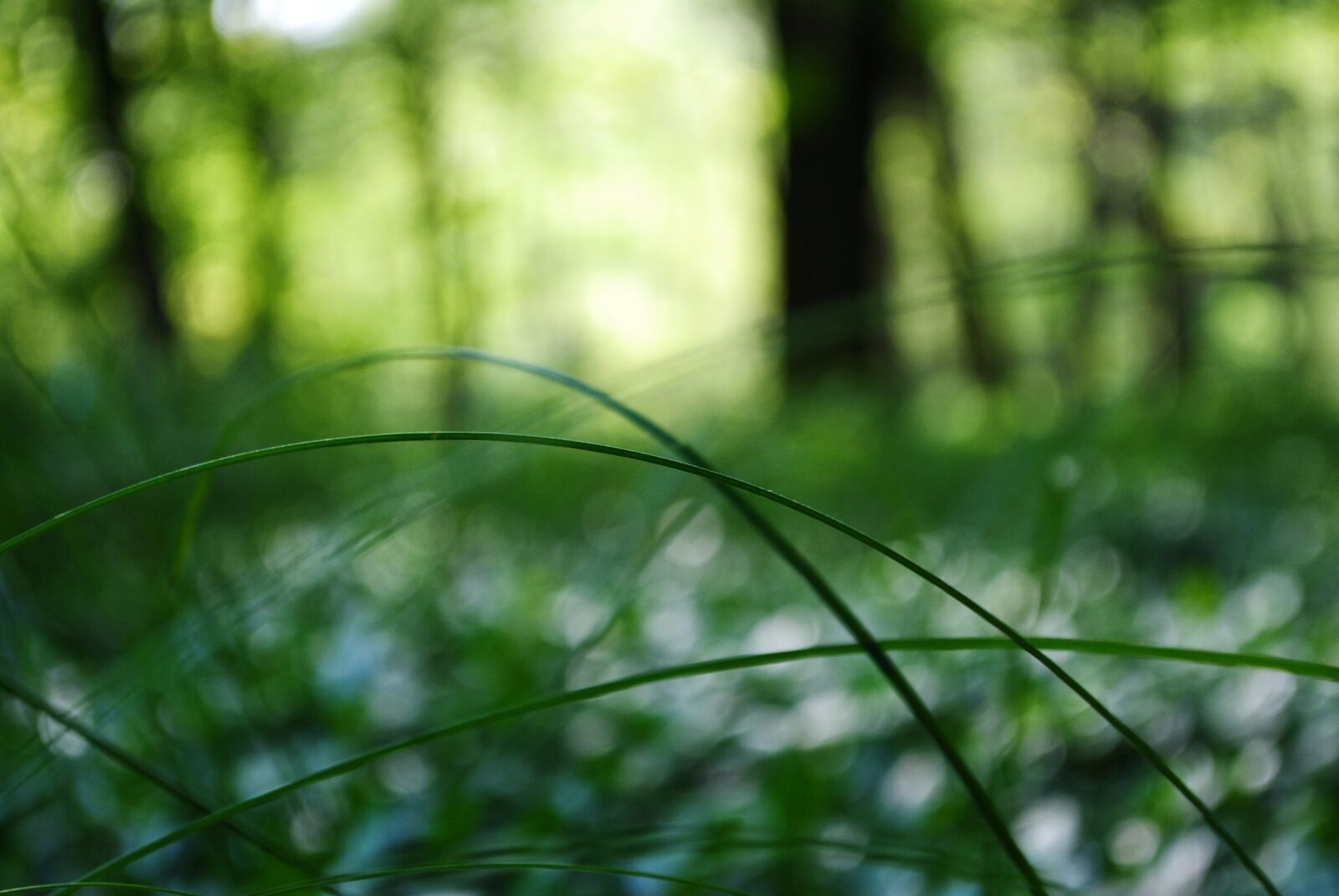 Nikon D3000 sample photo. Blurred, daylight, forest, freedom photography