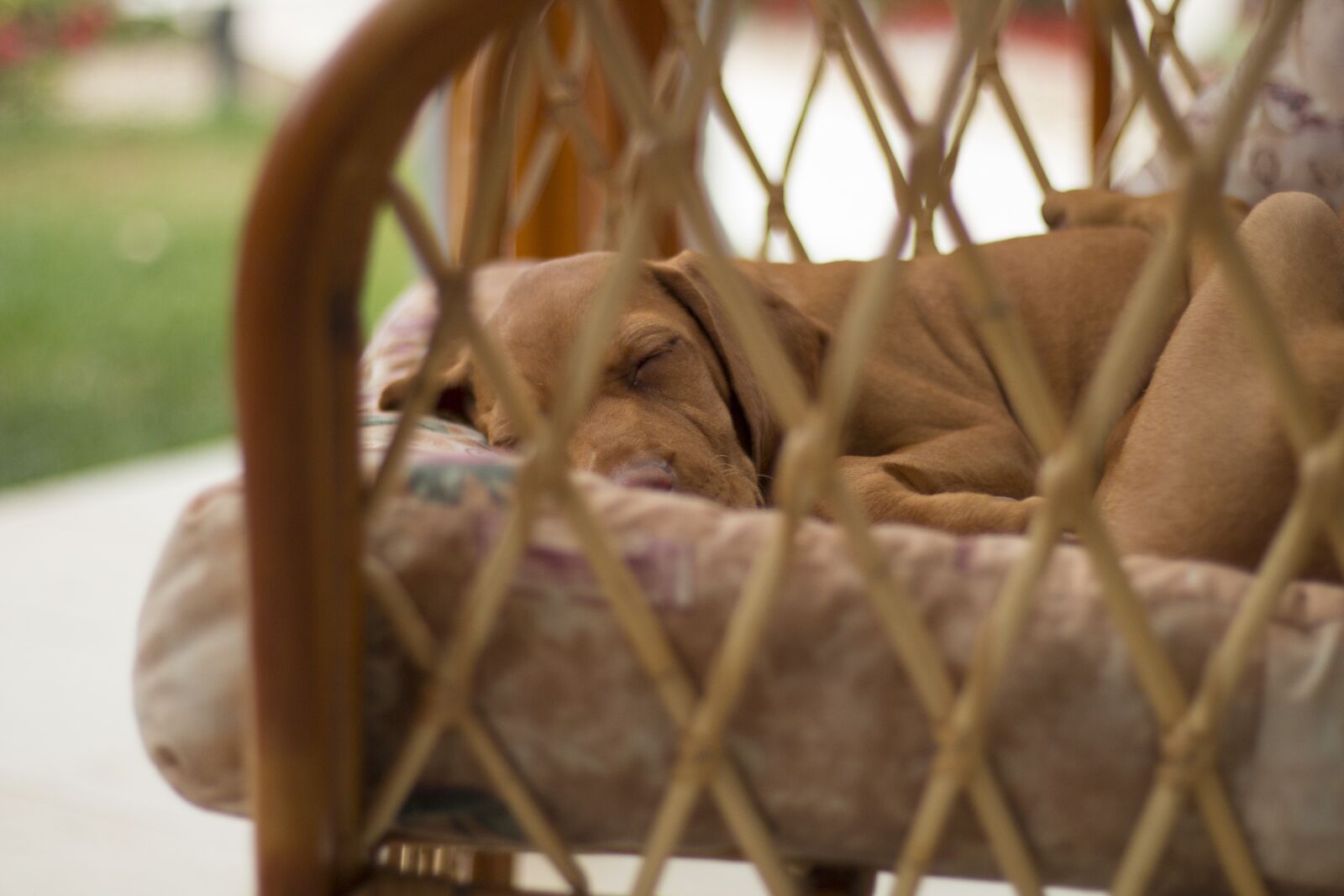 Canon EOS 70D + Canon EF 50mm F1.8 STM sample photo. Dog, sleep, recreation photography