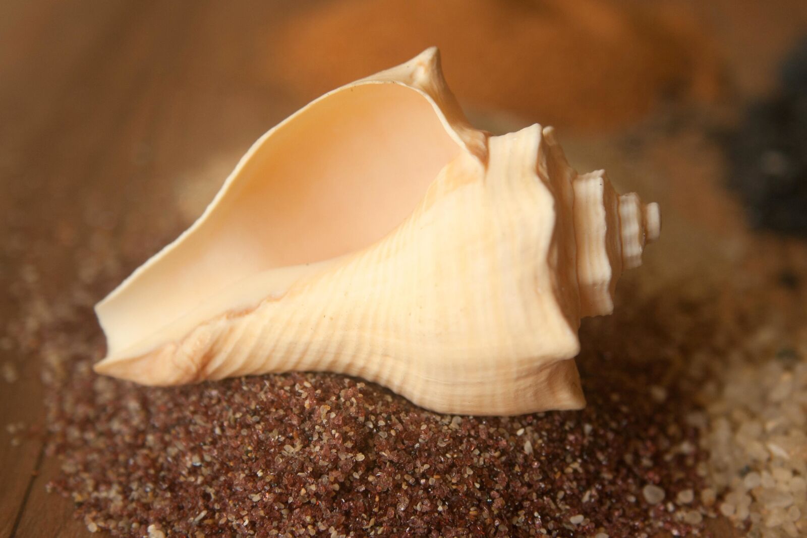 Canon EOS 1000D (EOS Digital Rebel XS / EOS Kiss F) sample photo. Conch, seashell, gastropod, mollusk photography